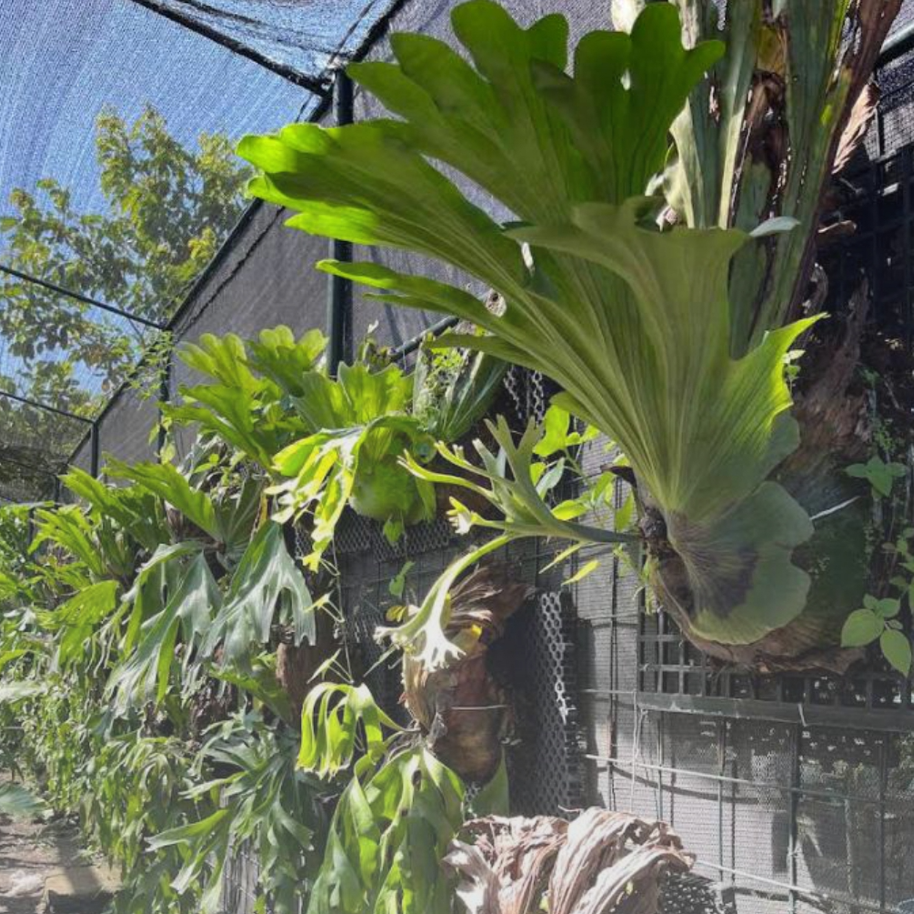 Green tropical plants growing on a black mesh garden wall under sunlight.