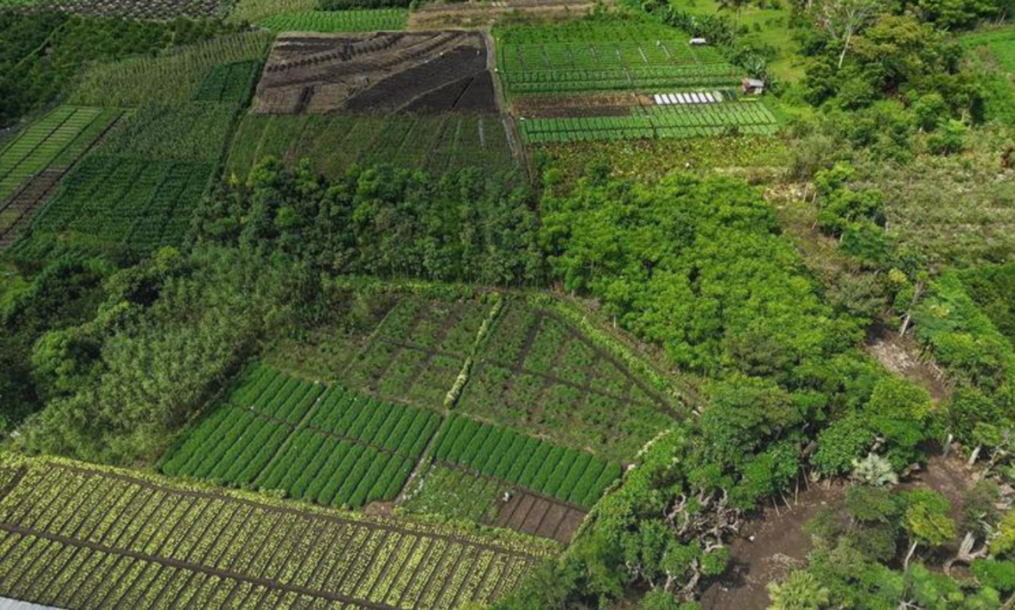 Aerial view of various green cultivated agricultural plots and patches of trees on a hillside.