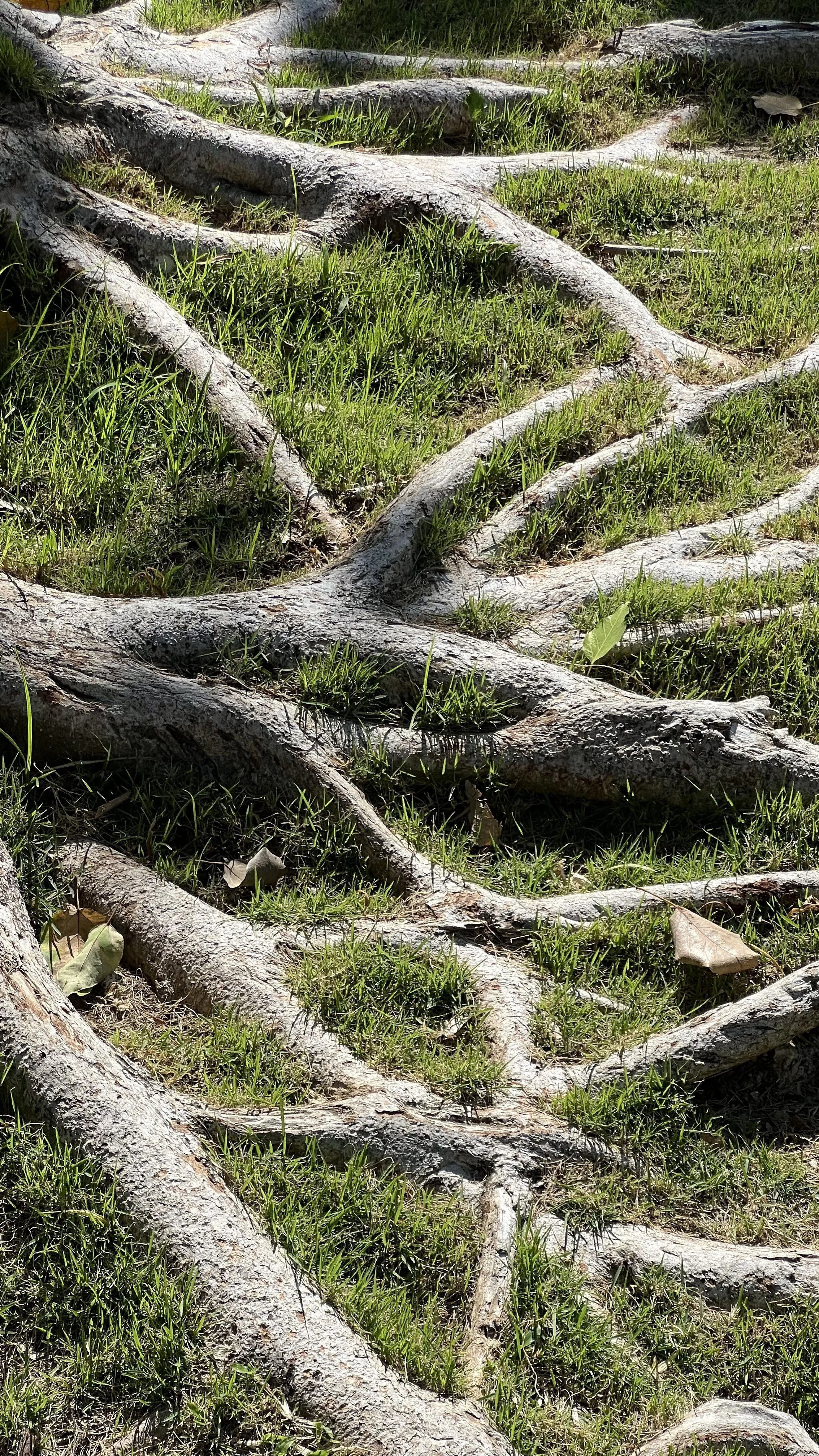 Tree roots on grassy ground with some fallen leaves