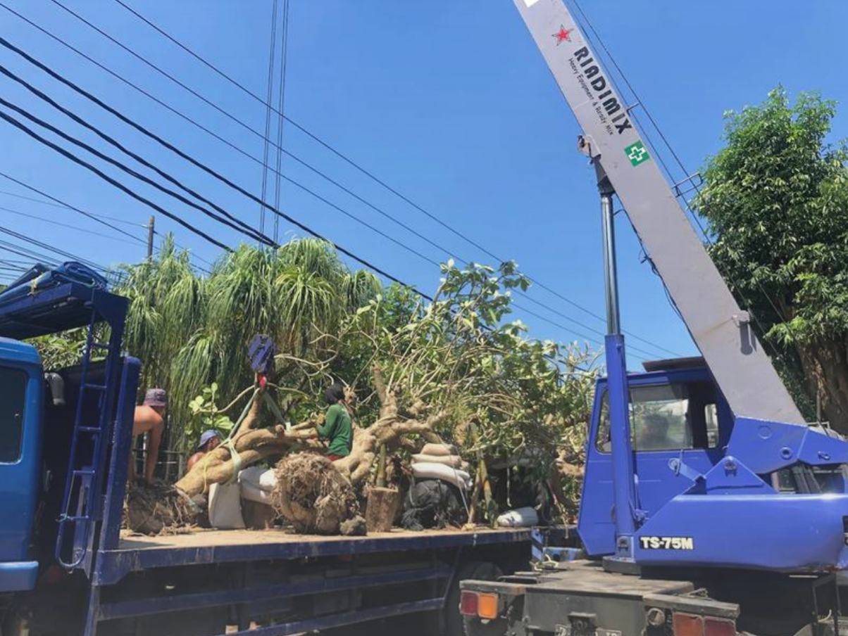 Workers are using a crane to lift and move a large, uprooted tree with wide roots on a truck, under power lines on a sunny day.