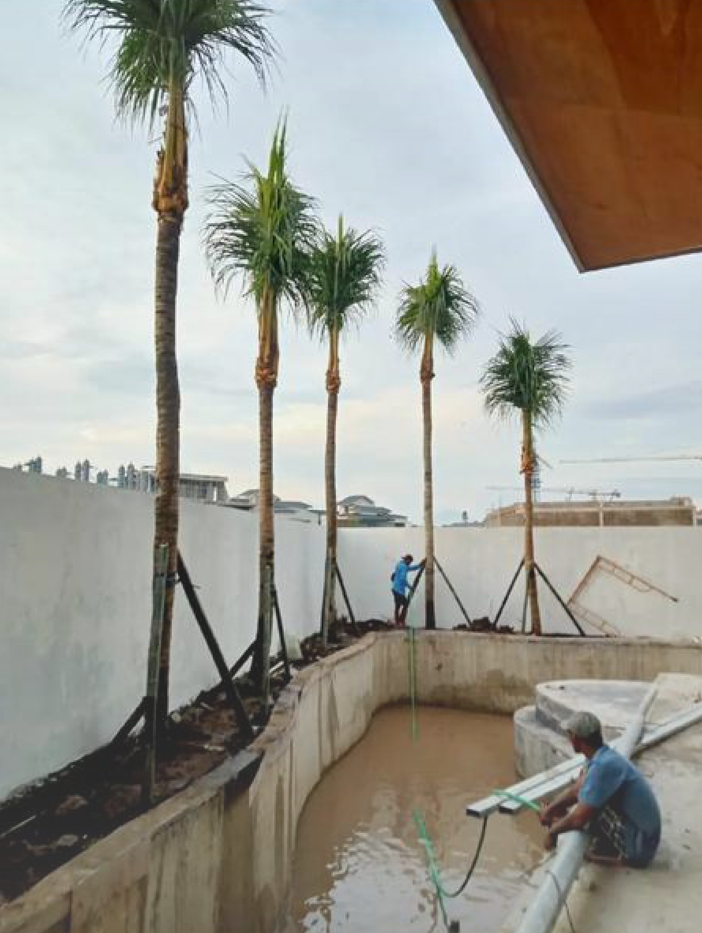 Construction workers planting palm trees next to an empty swimming pool with water, in an outdoor area with a white wall and cloudy sky.