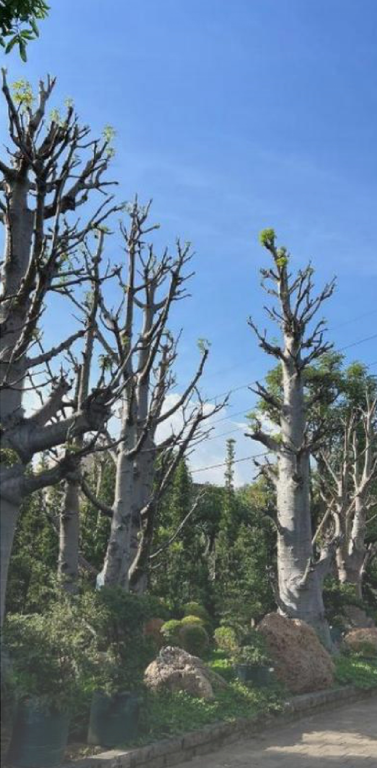 Row of leafless trees with pruned branches and some green leaves, under a clear blue sky.