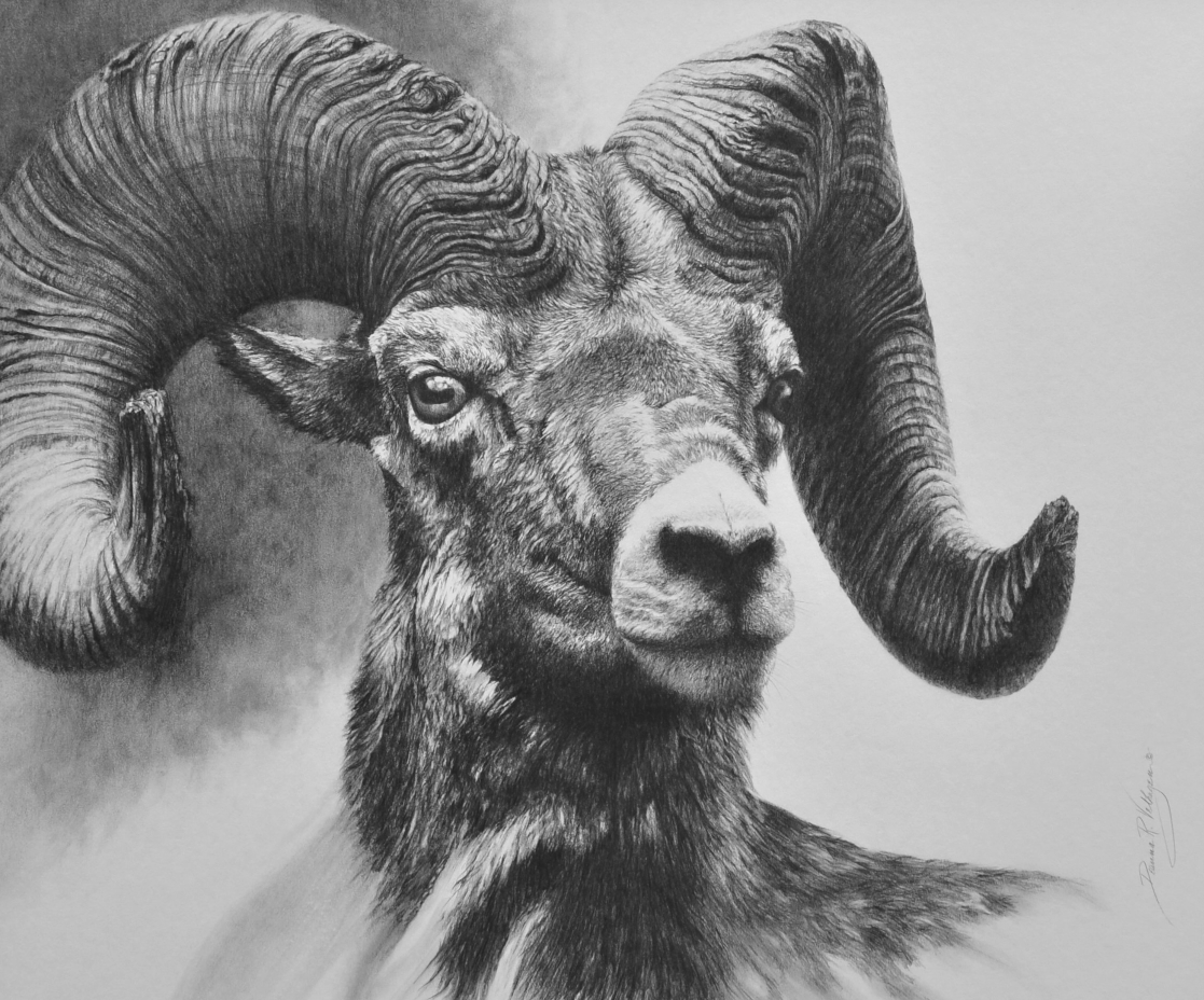 Big Horn Sheep