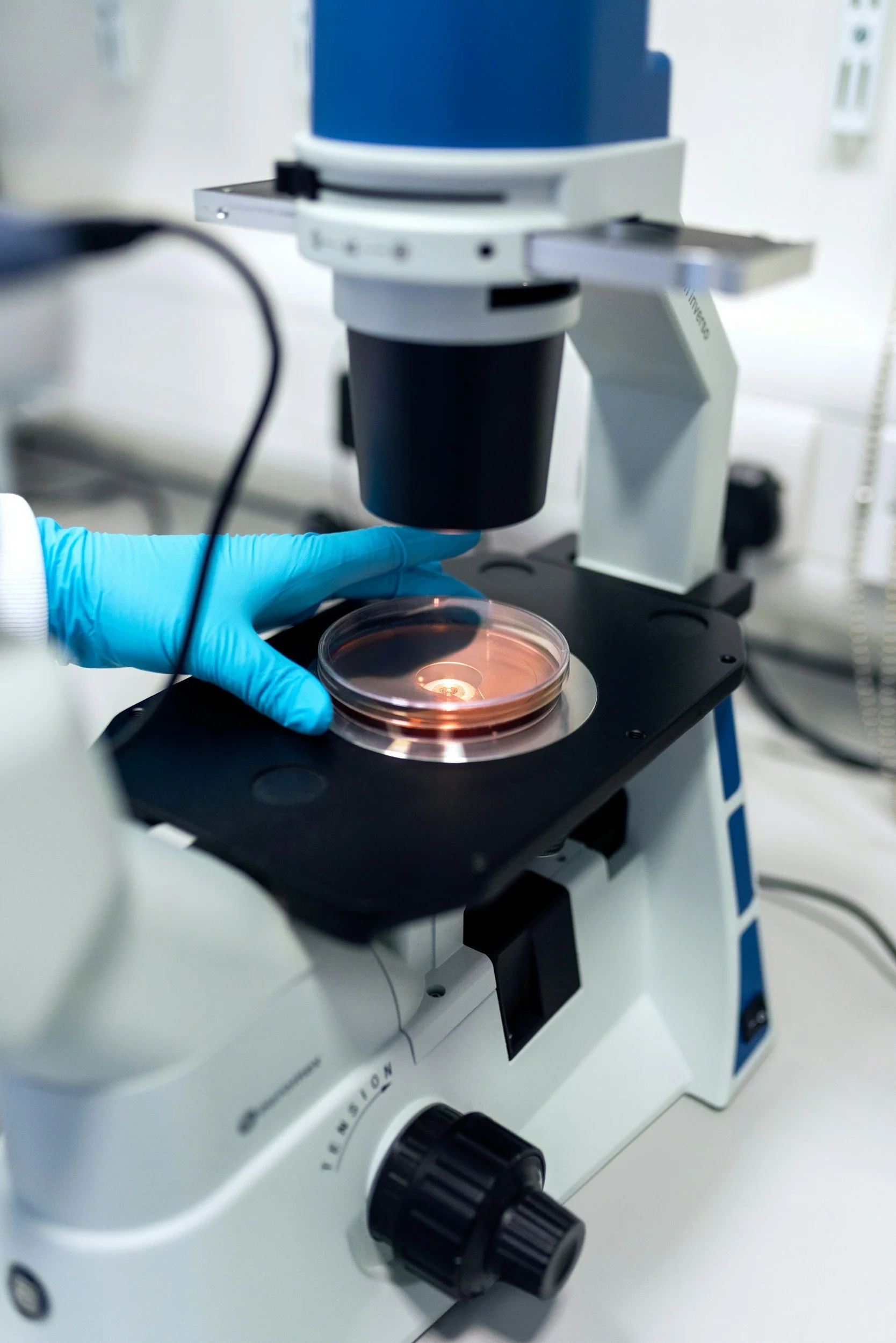 A scientist wearing blue gloves using a microscope to observe a sample in a petri dish in a laboratory.