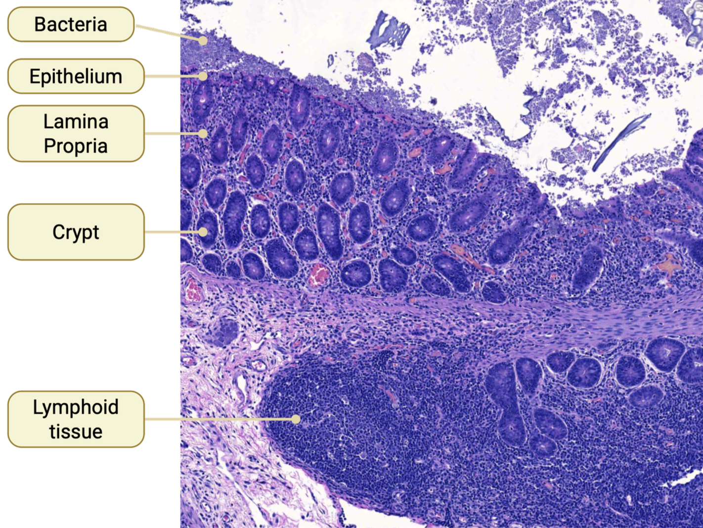 Microscopic view of purple-stained cells.