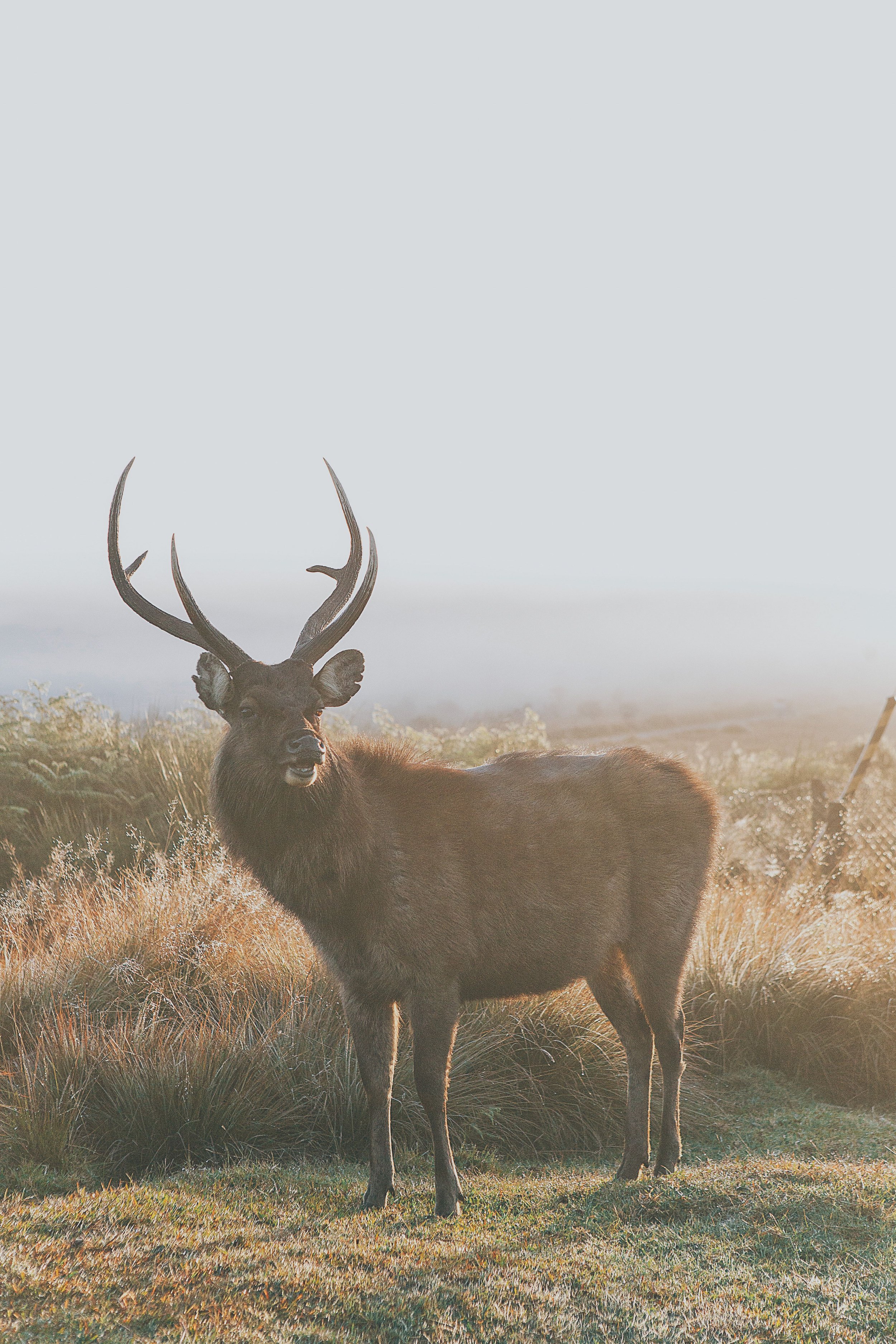 Large bull elk with sprawling antlers standing in a sunlit grassy meadow
