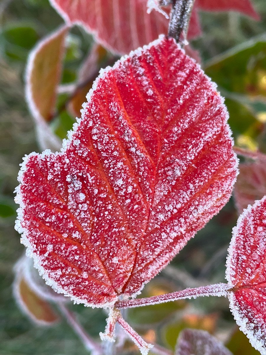 Frosted Leaf