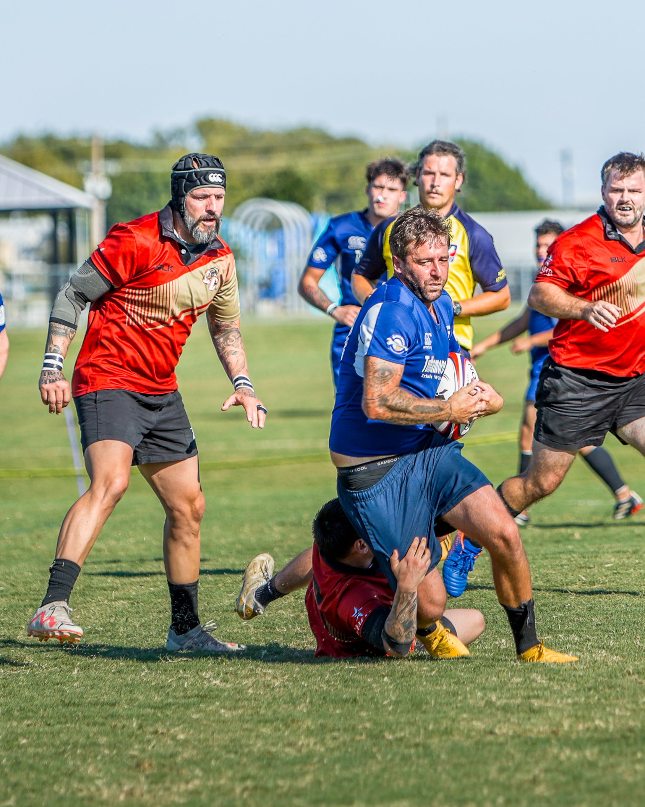A rugby match with players in red and blue jerseys, with one player in red tackled on the ground and holding a rugby ball, while others run around him on the field.