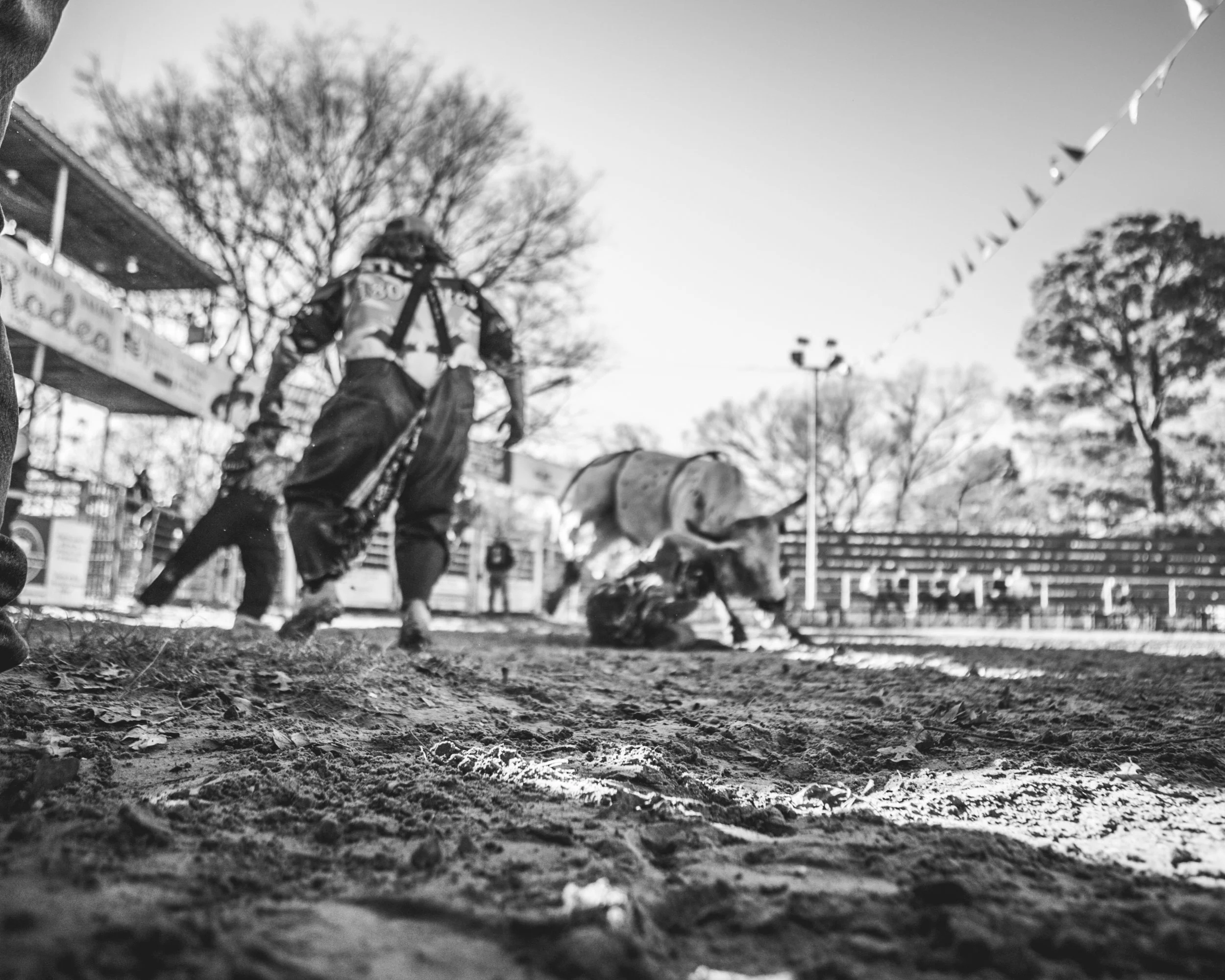A person walking a dog in a park with leafless trees in the background, viewed from ground level in black and white.