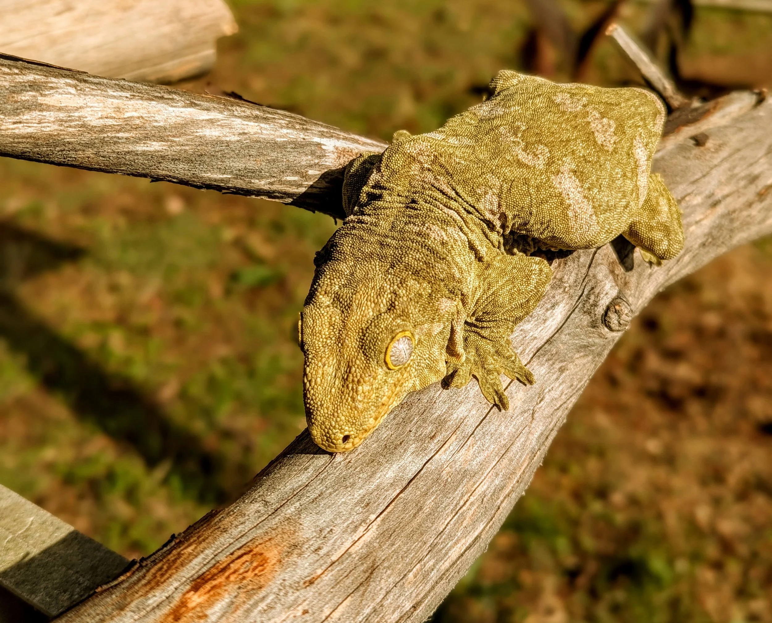 A yellowish-green chameleon with textured skin and a curled tail on a weathered tree branch.