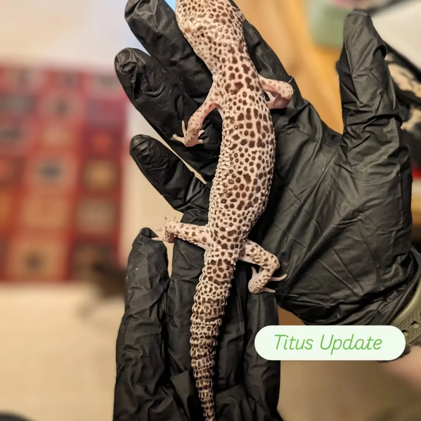 Proud reptile mom moment!! Just look at that thick tail 😂

Titus has come such a long way in the last several months. For the first time ever, I am actually seeing some plumpness return to his body, but especially his tail. He has even started to hu