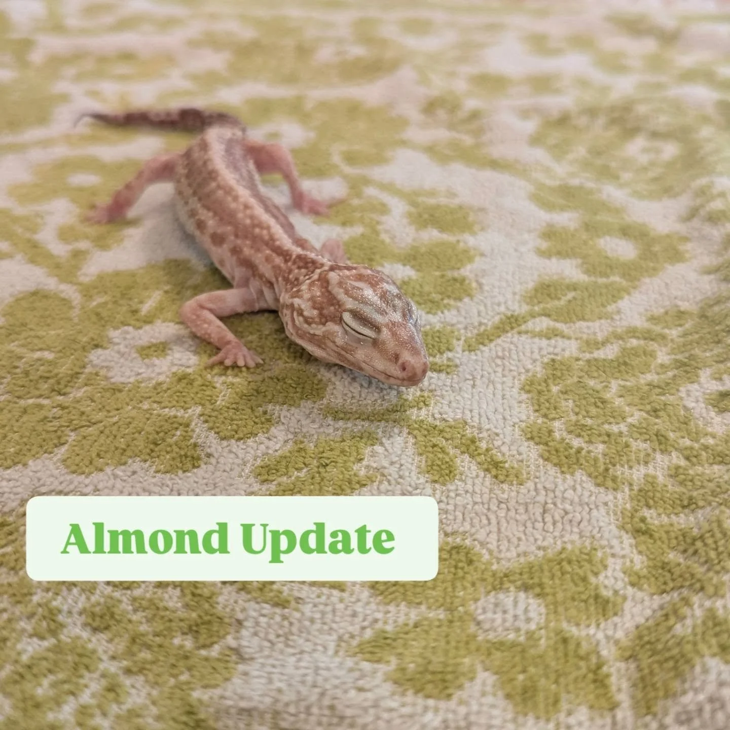 We have partnered with @pdxcritters to take over the care of Almond the leopard gecko. 

He has been in a slow decline with his health. Unfortunately we are seeing his mouth infection (stomatitis) and eye infection progress despite medications. He wa