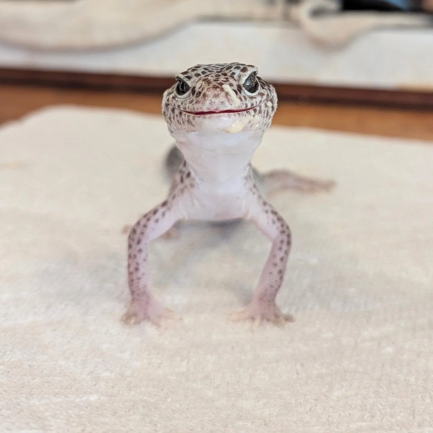 It's been a while since I have updated everyone on the conditions of all our medical needs reptiles. Titus was being so cute during his feeding session this evening so I had to share. 

His left eye has improved quite well from his most recent eye me