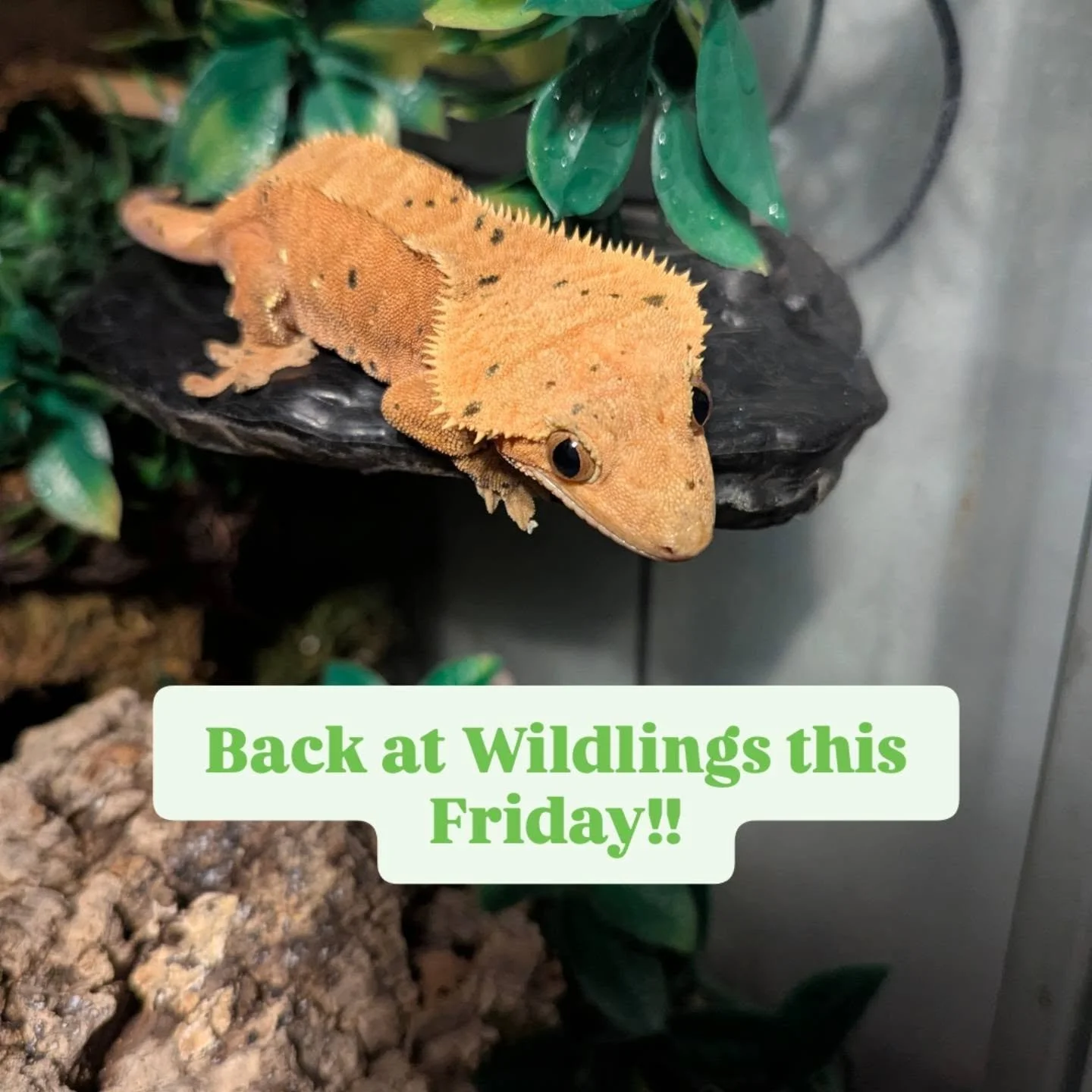 Happy September everyone!! We are back at @wildlings_oc this Friday for some first Friday fun. We will be there from 4-7pm. 

We had to skip last month, but are so glad to be back with our variety of reptile ambassadors. Pomegranate and I hope to see