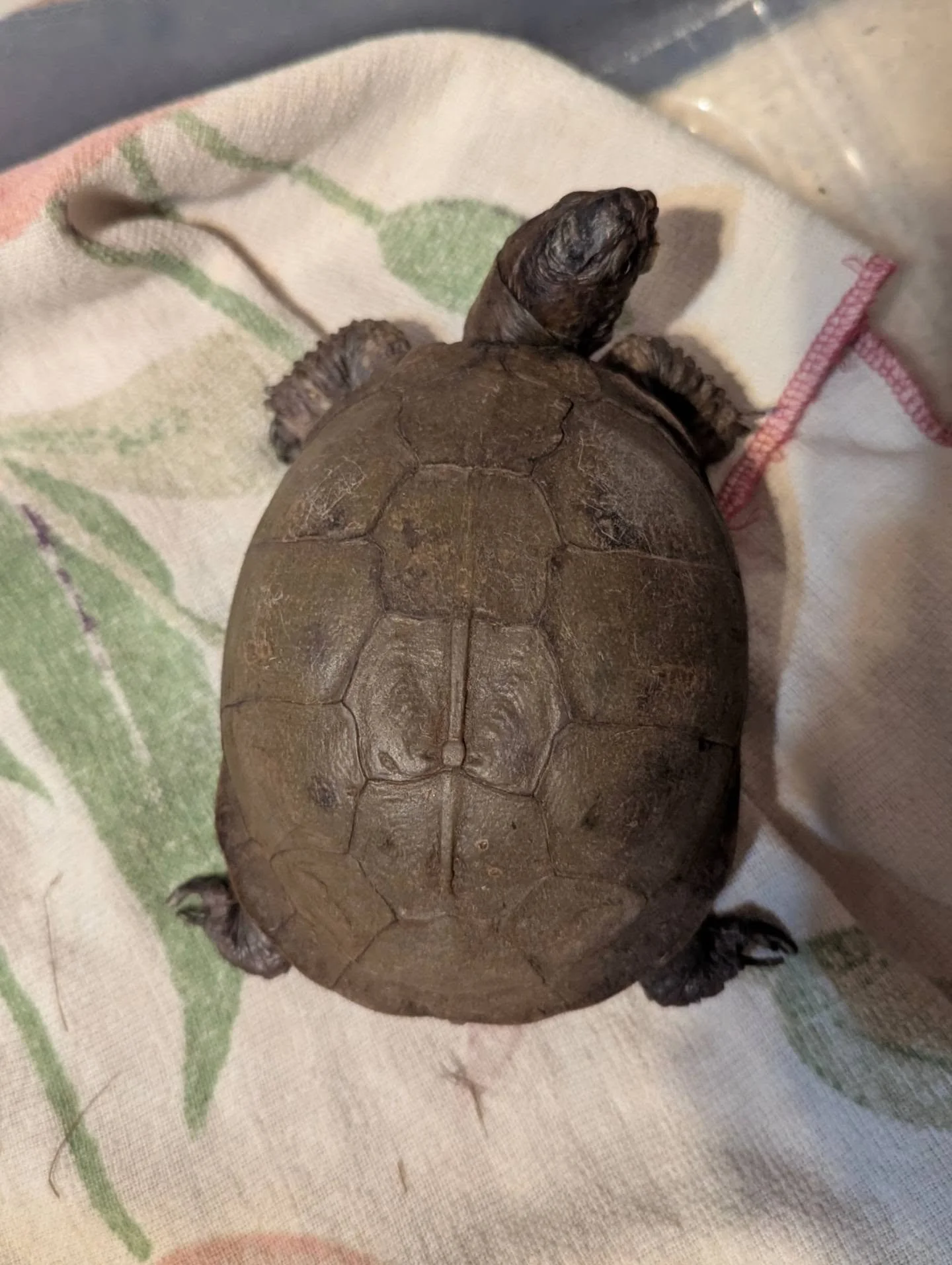 We were recently contacted about a box turtle who was found in a bag dropped off at a recycling center. A very nice gentleman who works there found the turtle before the worst happened. He's in rough shape. We will be scheduling a veterinary visit fo