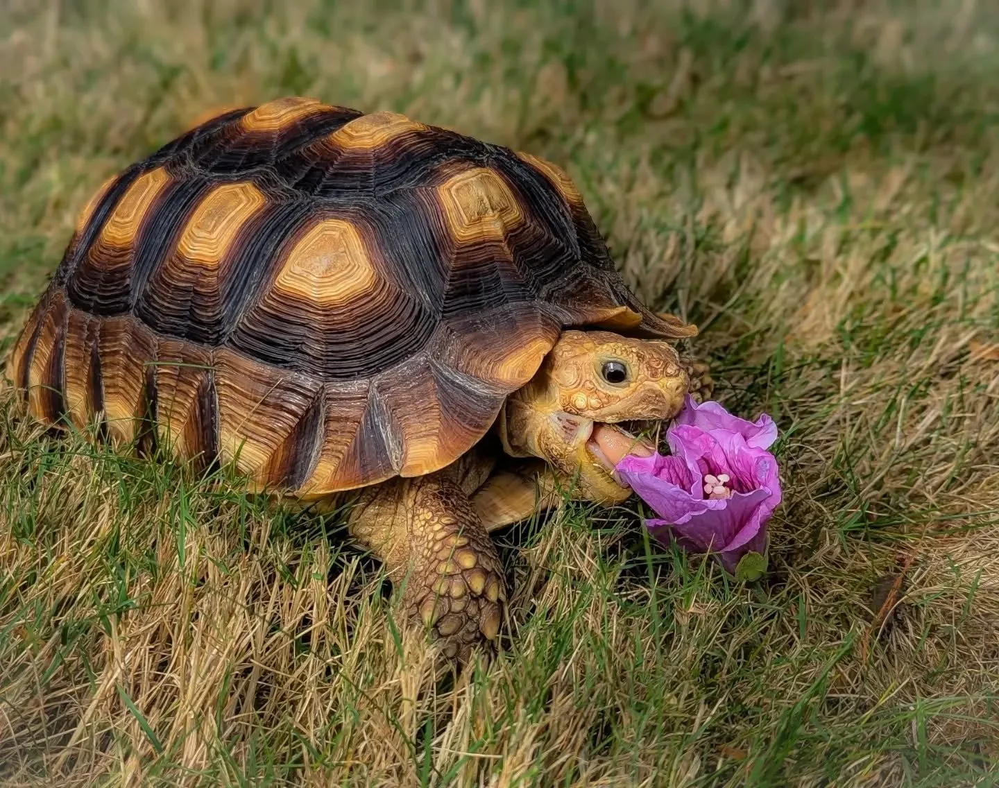 Something magical is coming!!! 🤭 Enjoy these sneak peek photos from our photography session this weekend 

We will have a 2027 calendar dropping soon! The calendars will feature all our ambassador reptiles and amphibians you may see with us at event