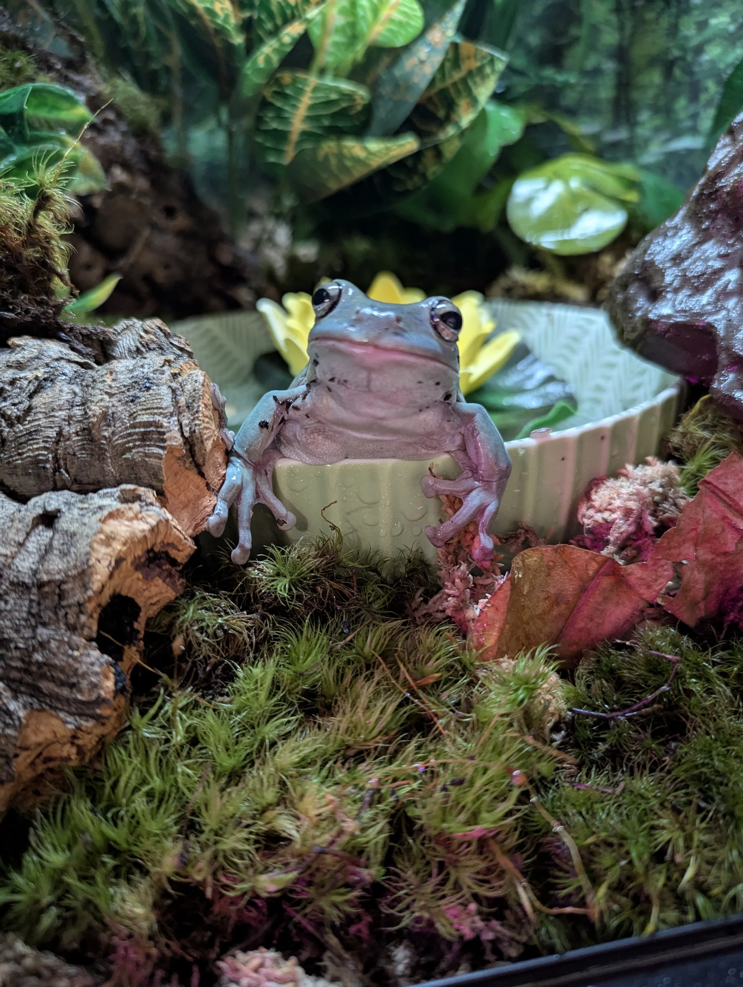 A frog sitting among leaves, moss, and bark in a terrarium.