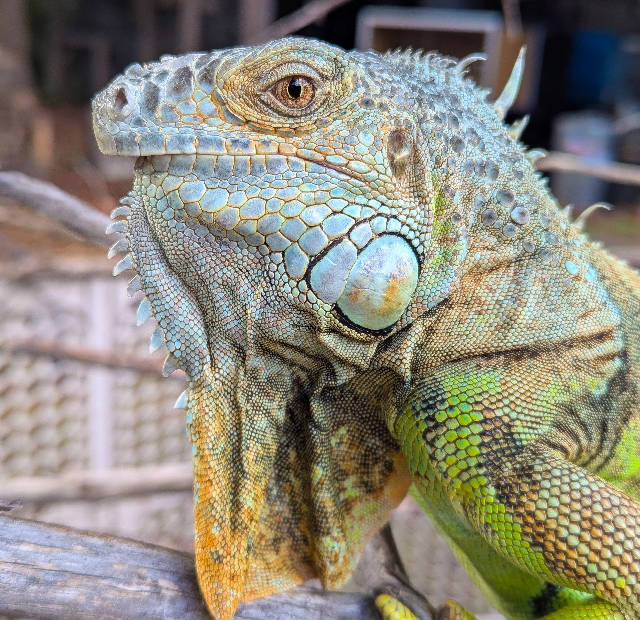 Close-up of a green and brown iguana with textured scales resting on a wooden surface.