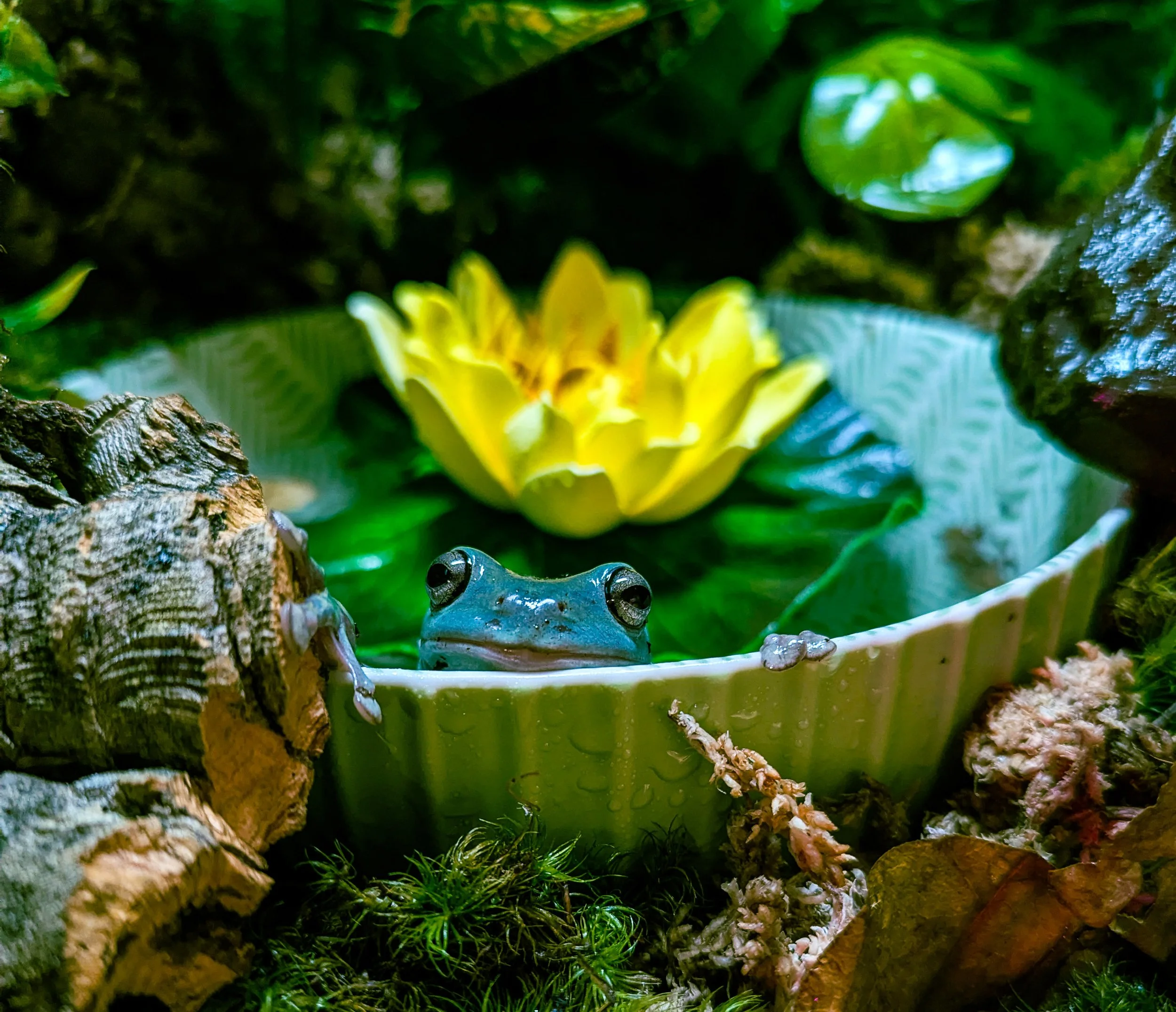 A small blue frog with black eyes sitting on green moss among rocks and tree bark, surrounded by lush green foliage and a yellow flower in the background.