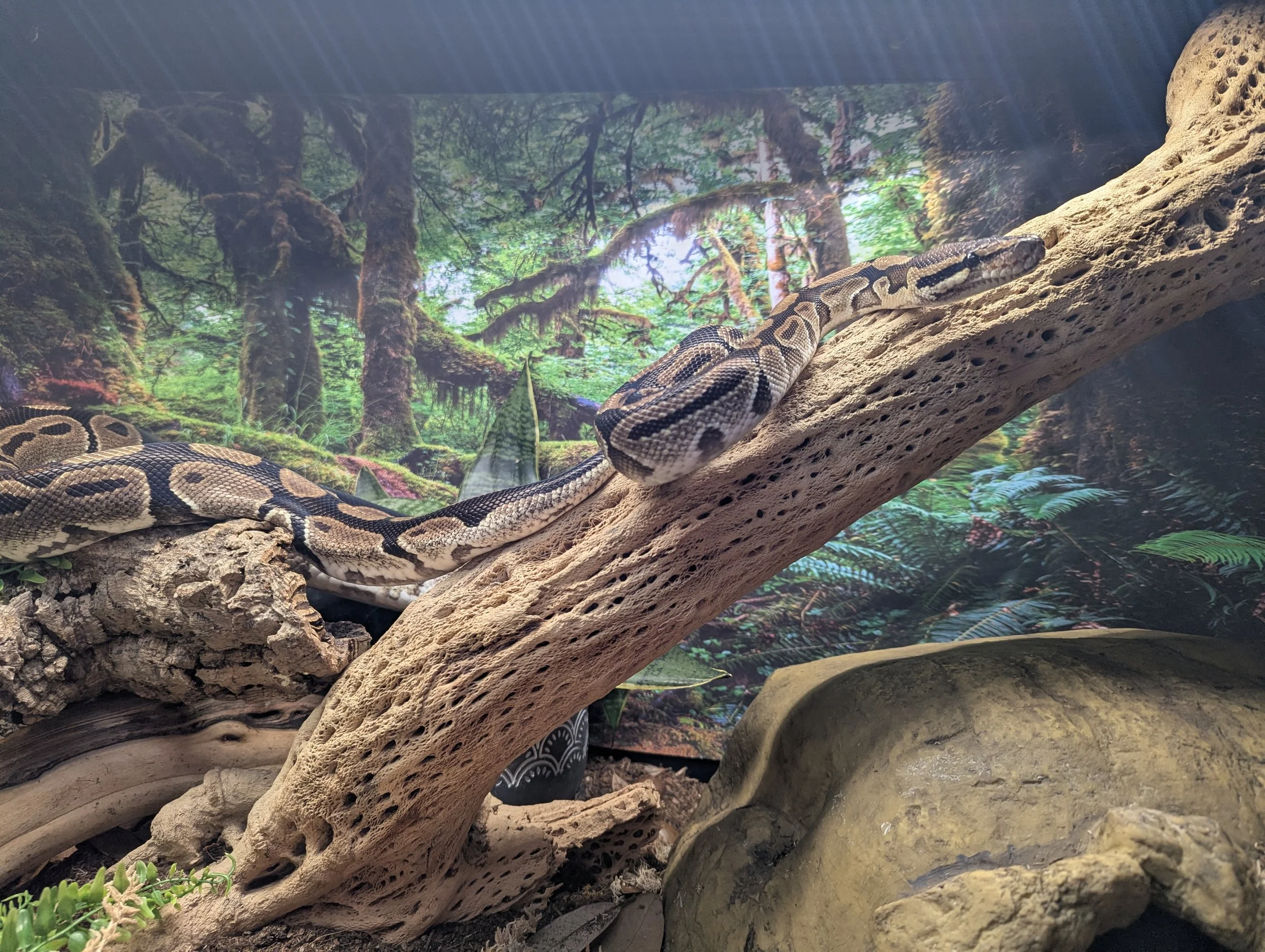 A snake with patterned scales resting on tree branches in a forest-themed enclosure with a backdrop of trees and greenery.