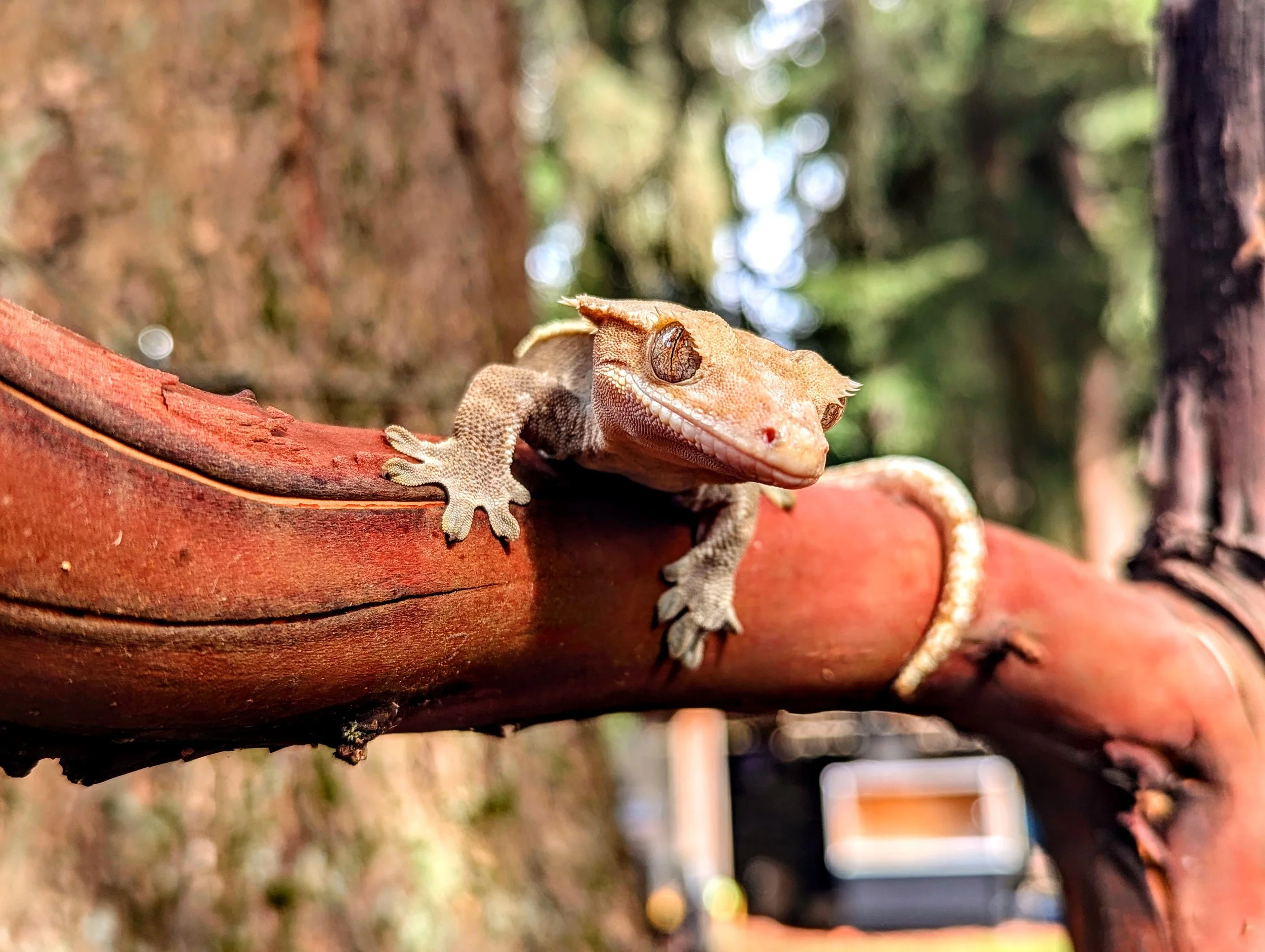 Close-up of a brown gecko with textured skin perched on a red-brown branch in a forest setting with blurred green foliage in the background.