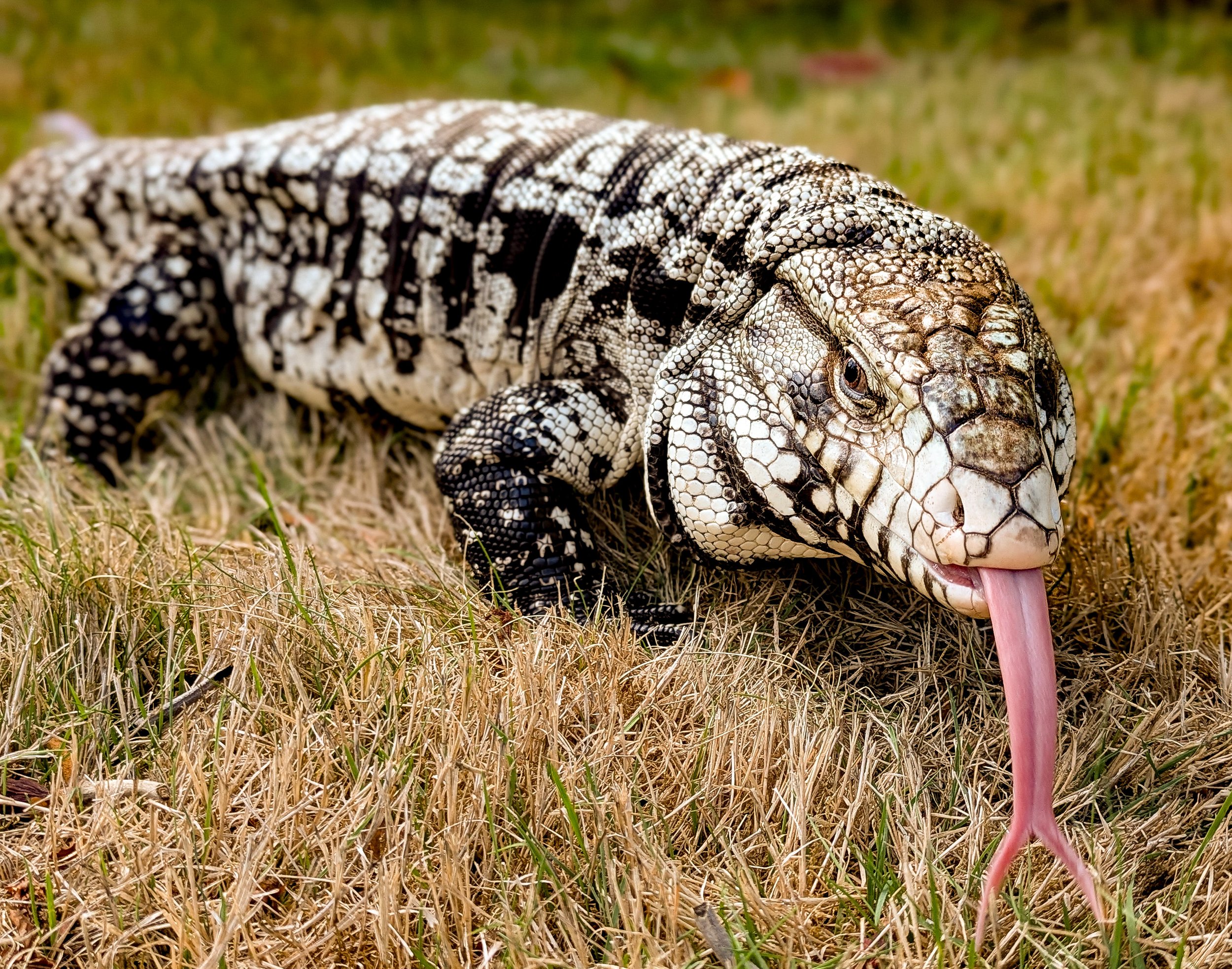 A close-up of a Gila monster with black and orange patterned skin walking on dry grass, with part of its pink tongue visible near its mouth.