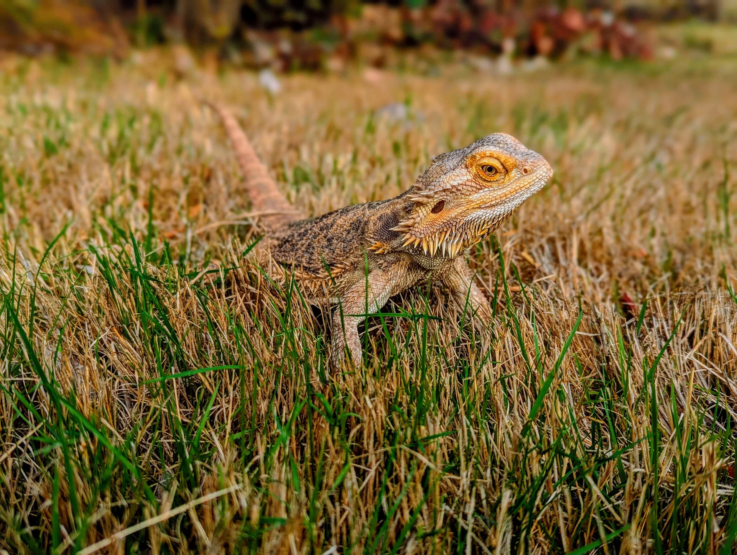 A close-up of a bearded dragon lizard on grassy ground.