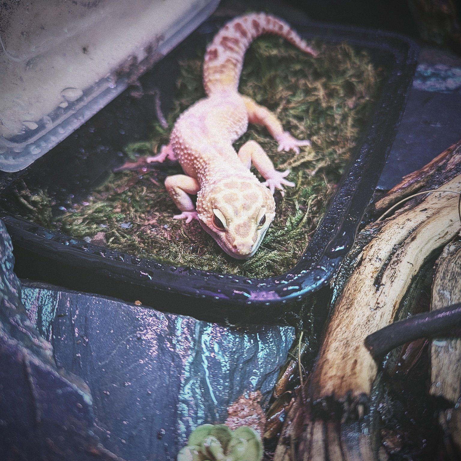 A light-colored gecko with textured skin resting on moss inside a black container.