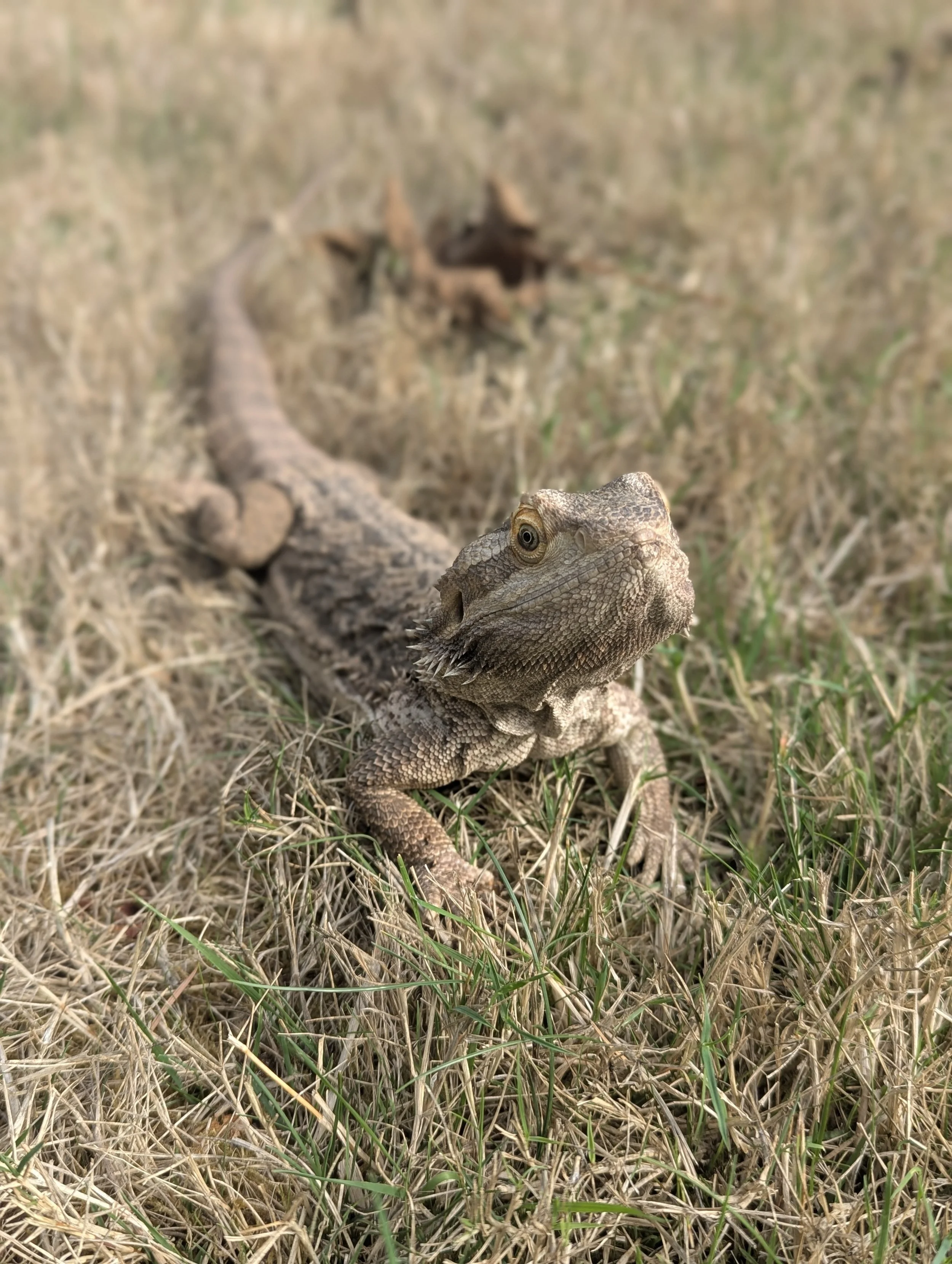 Close-up of a lizard on the ground with dried grass, with a blurred background of more grass and a fallen branch.