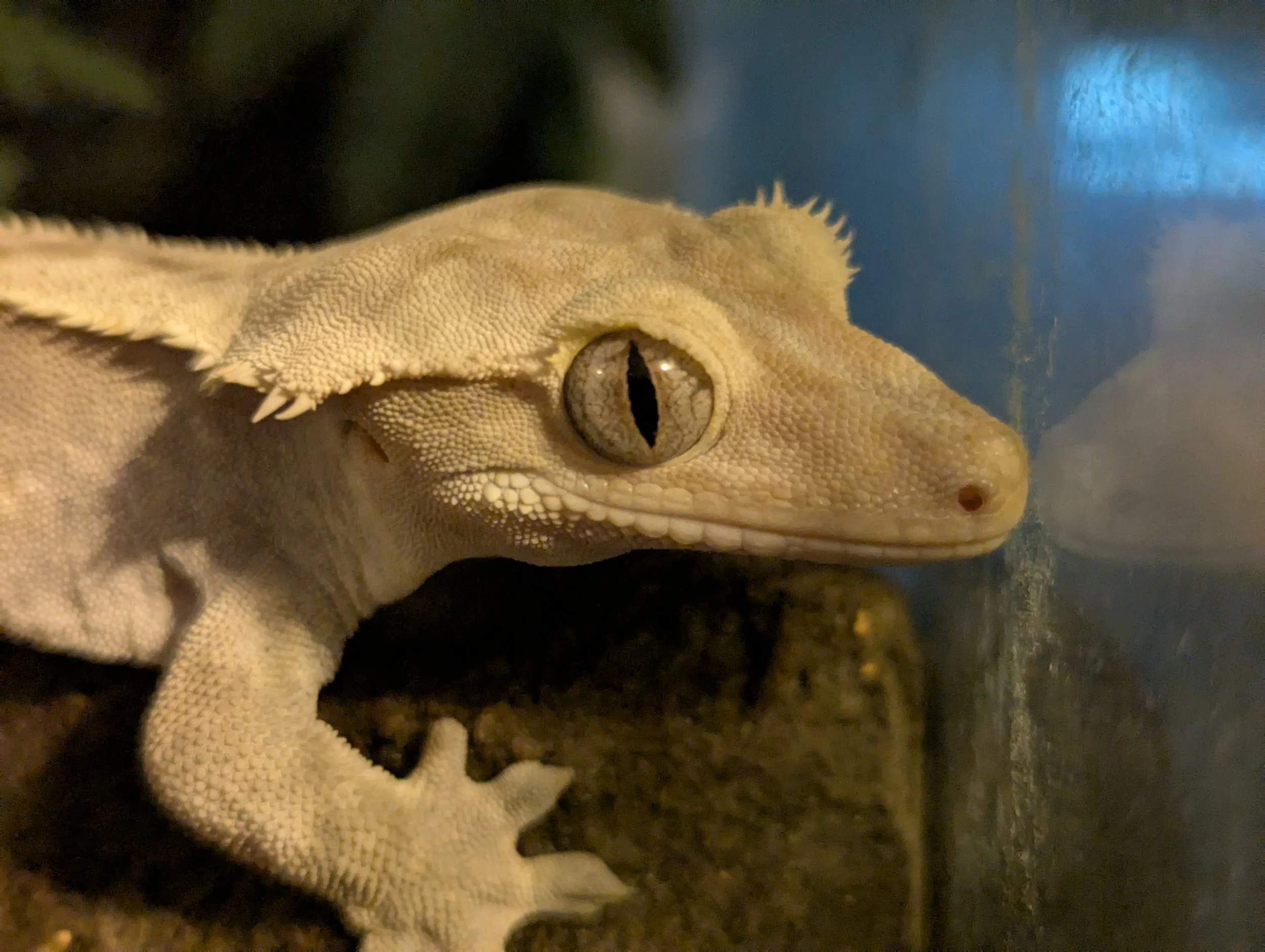 Close-up of a bearded dragon lizard with detailed textured skin and a prominent eye, resting on dark soil with a blurred blue background.
