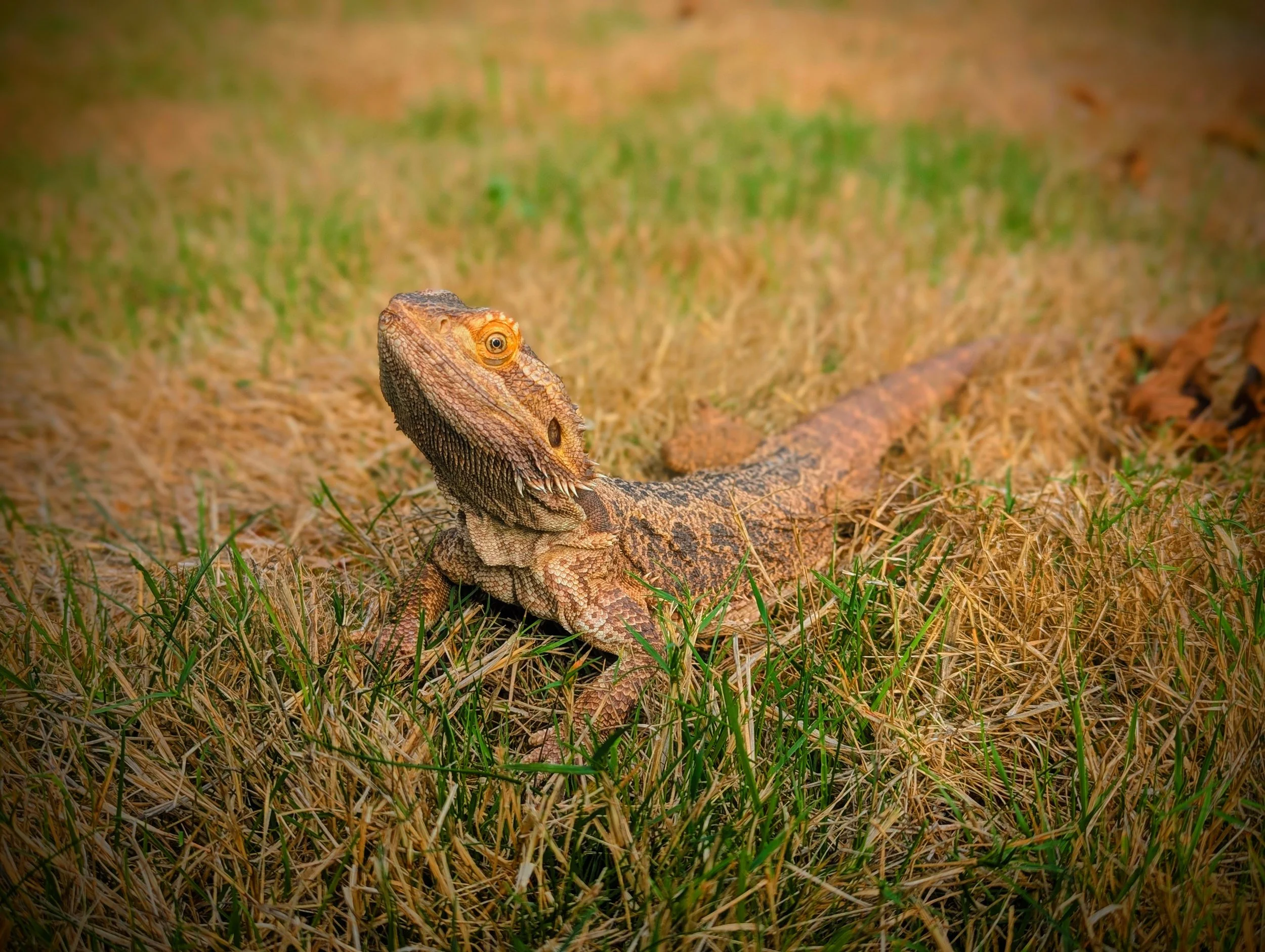Close-up of a lizard with orange and brown scales on dry grass with green patches.