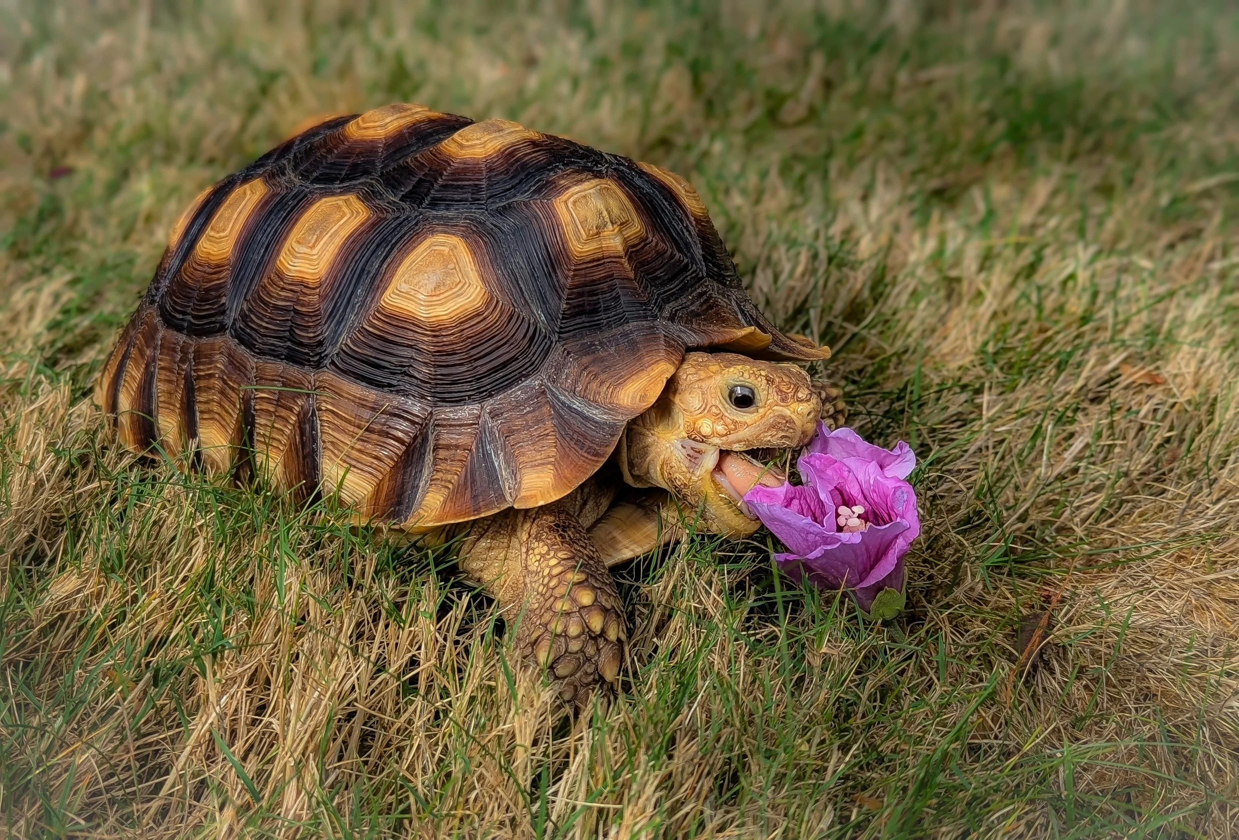 A tortoise on grass eating a pink flower.