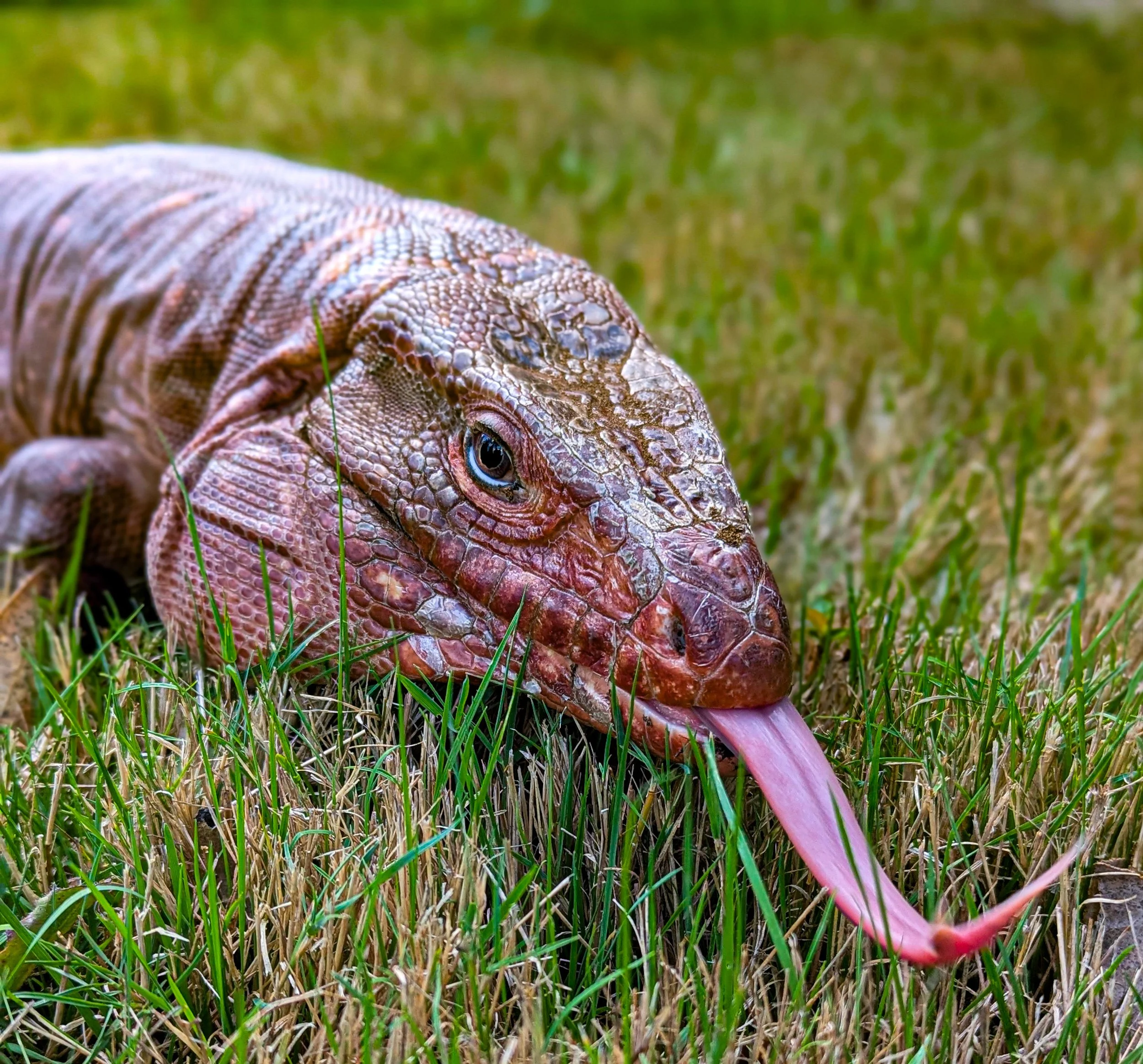 Close-up of a large iguana lying on grass with its eye visible, showing detailed textured skin and colorful scales.
