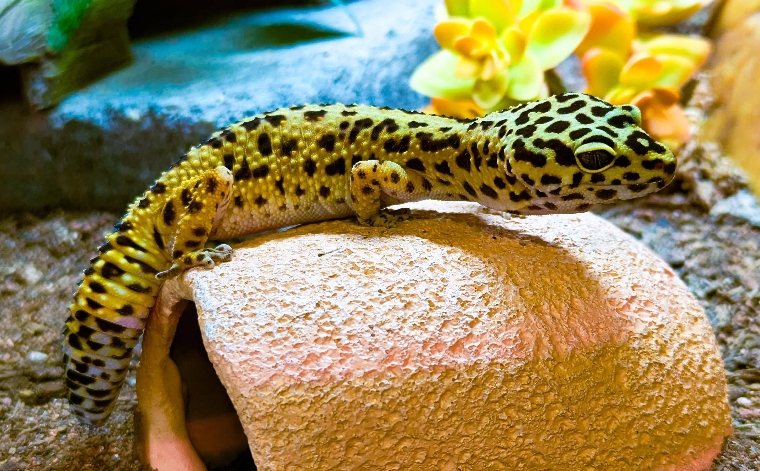A leopard gecko with yellow and black markings on a rock with plants in the background.