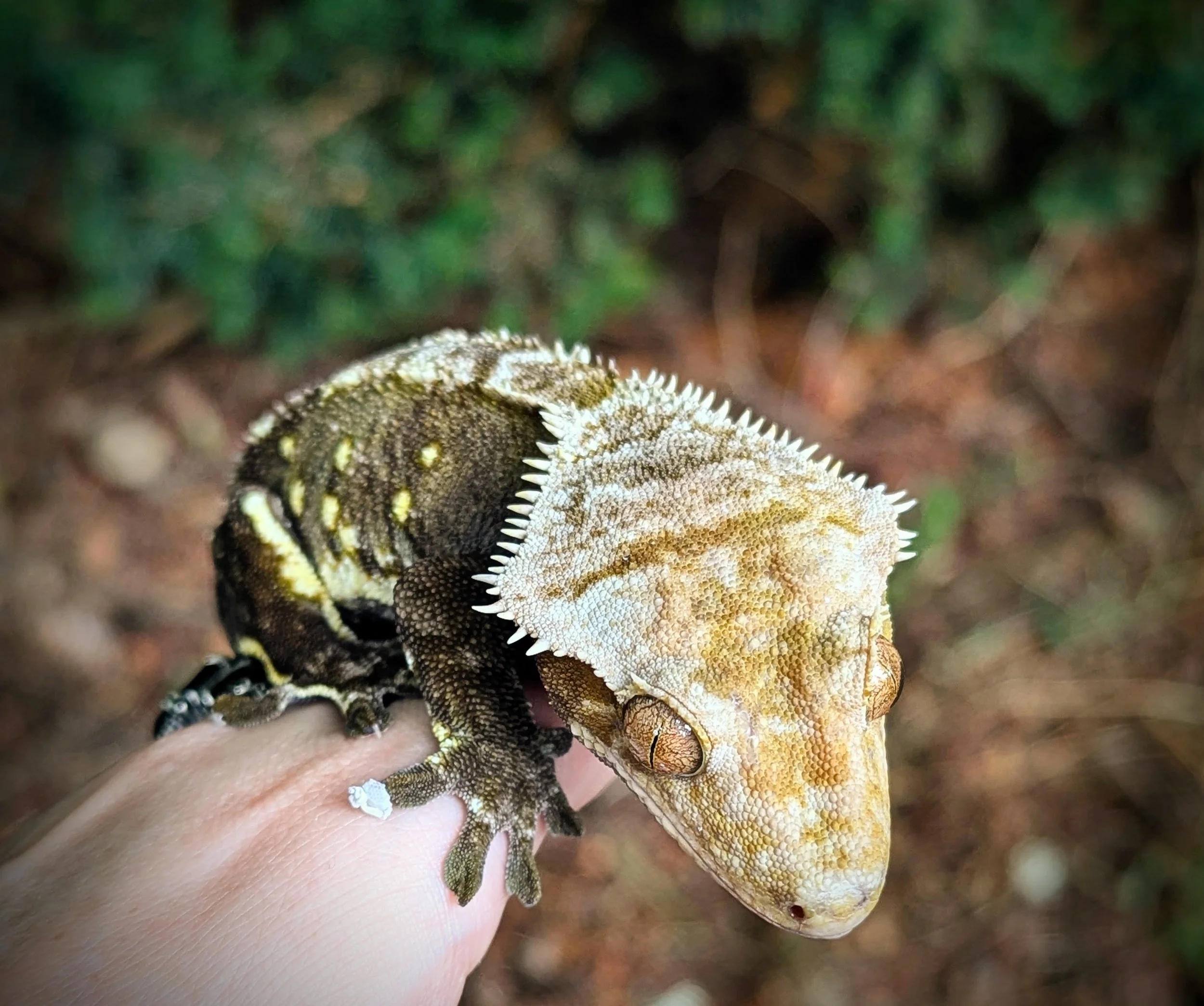 A person holding a group of colorful, patterned chameleons on their hand outdoors.