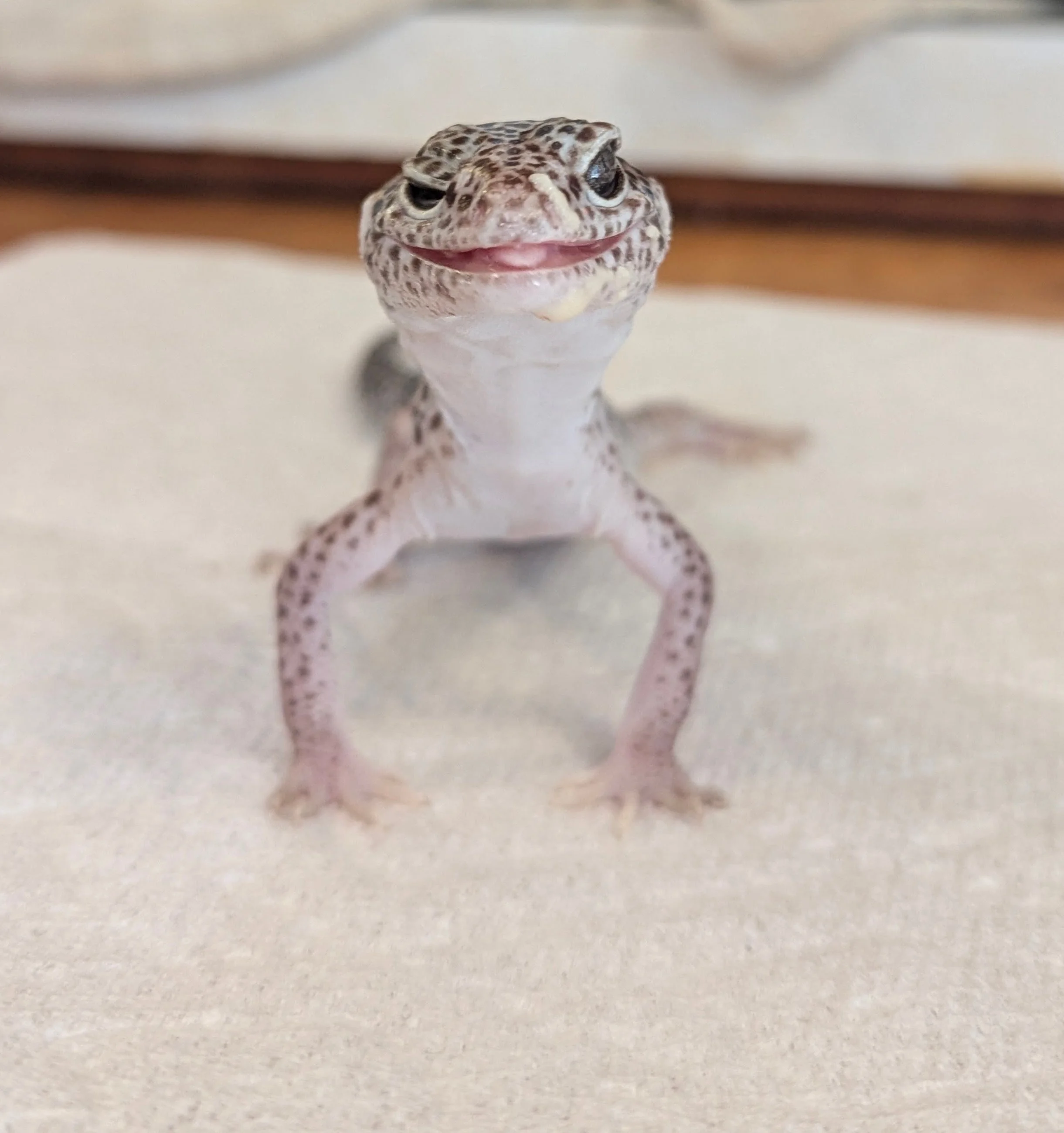 Close-up of a leopard gecko's face, showing its eyes, mouth, and patterned skin.