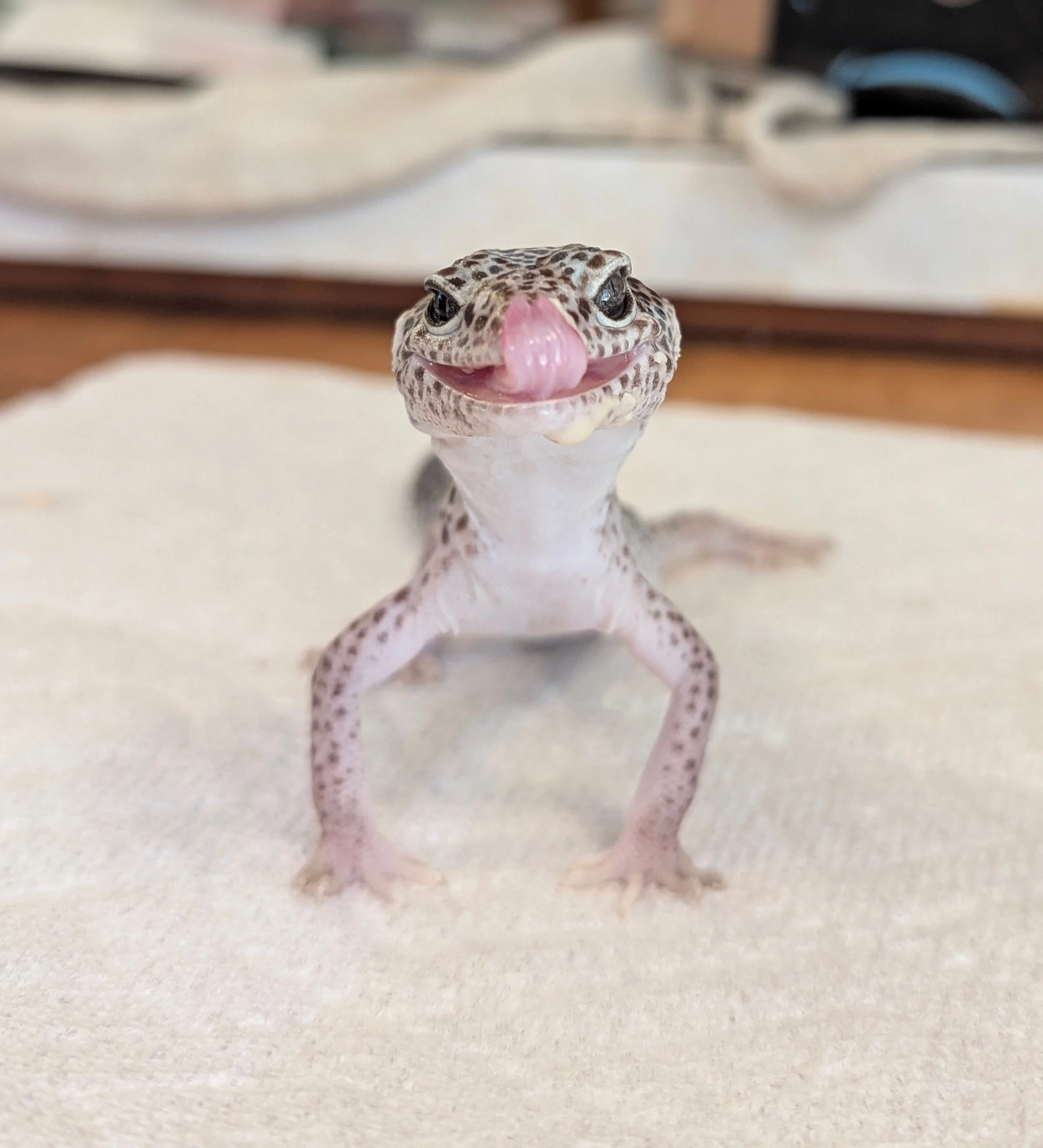 Close-up of a leopard gecko with spotted skin, pink tongue extended, standing on a neutral surface with blurred background.