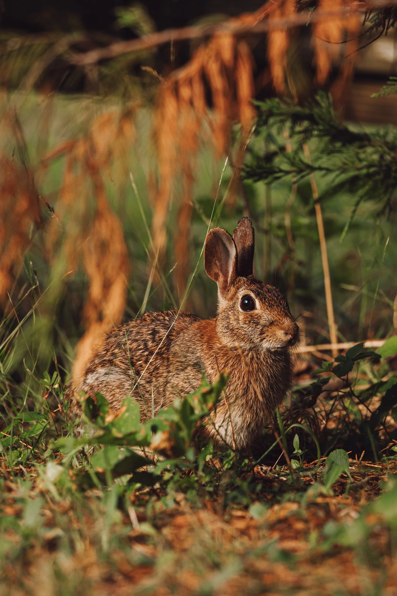 Bunny In The Bush