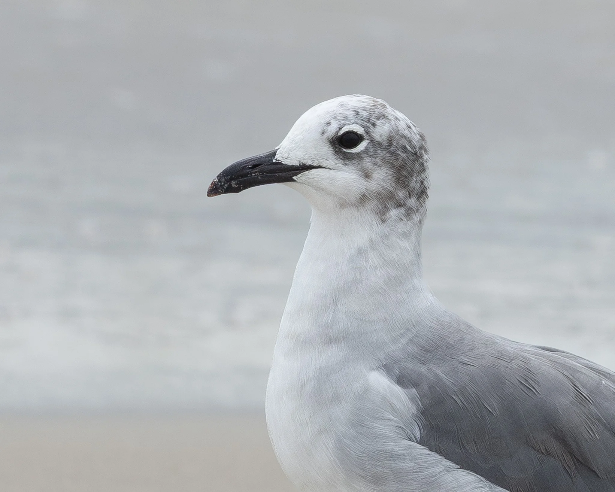 Seaside Stare Down