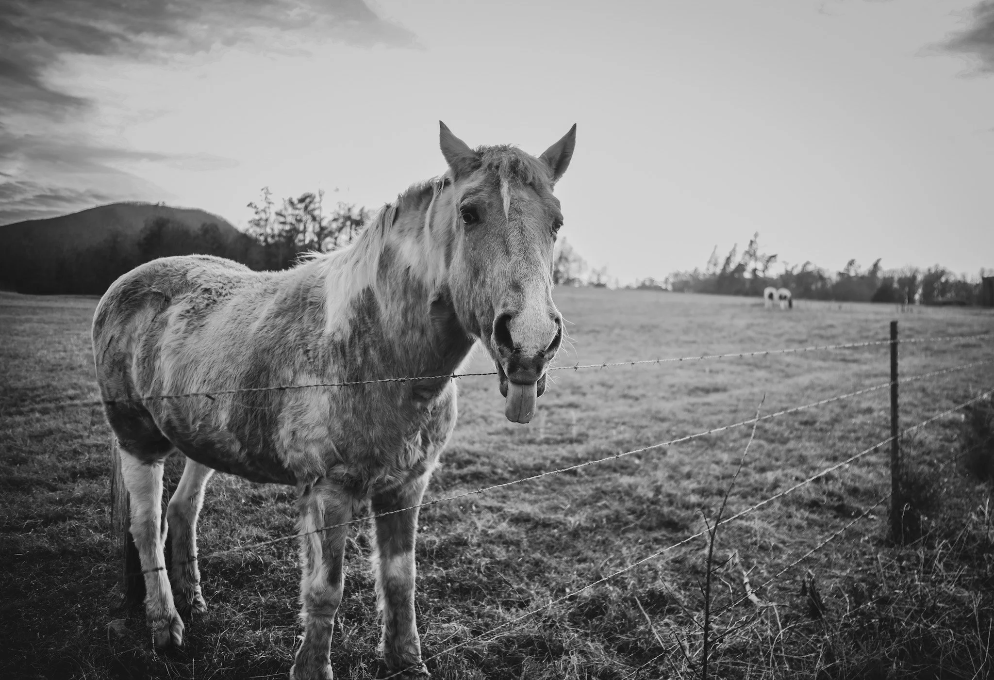 Just Horsin Around