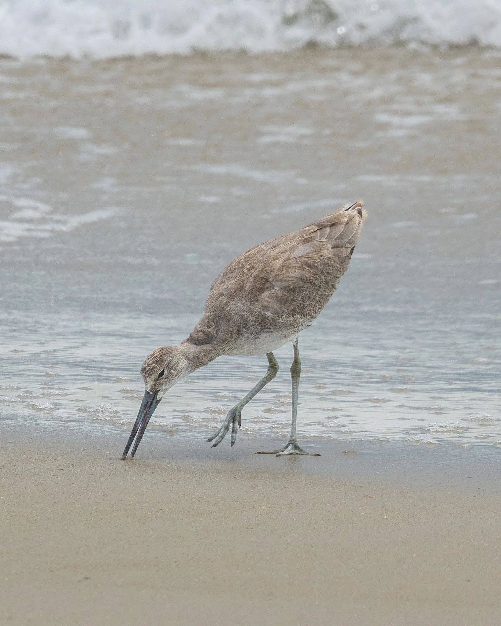 Willet