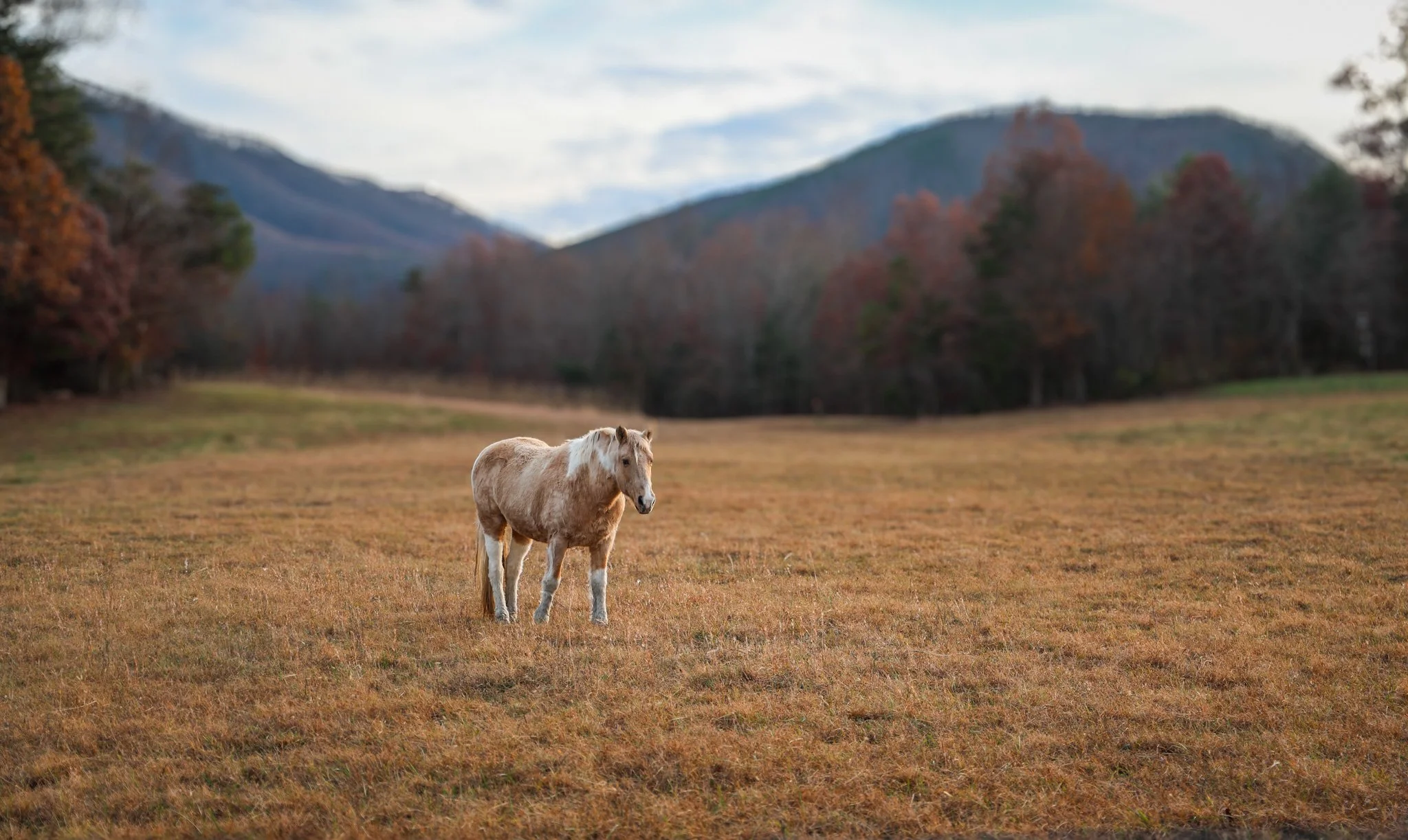 Grazing Fields 