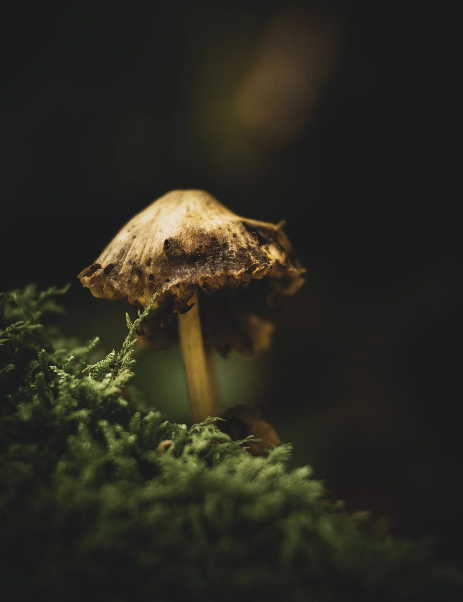 Mushroom Haze