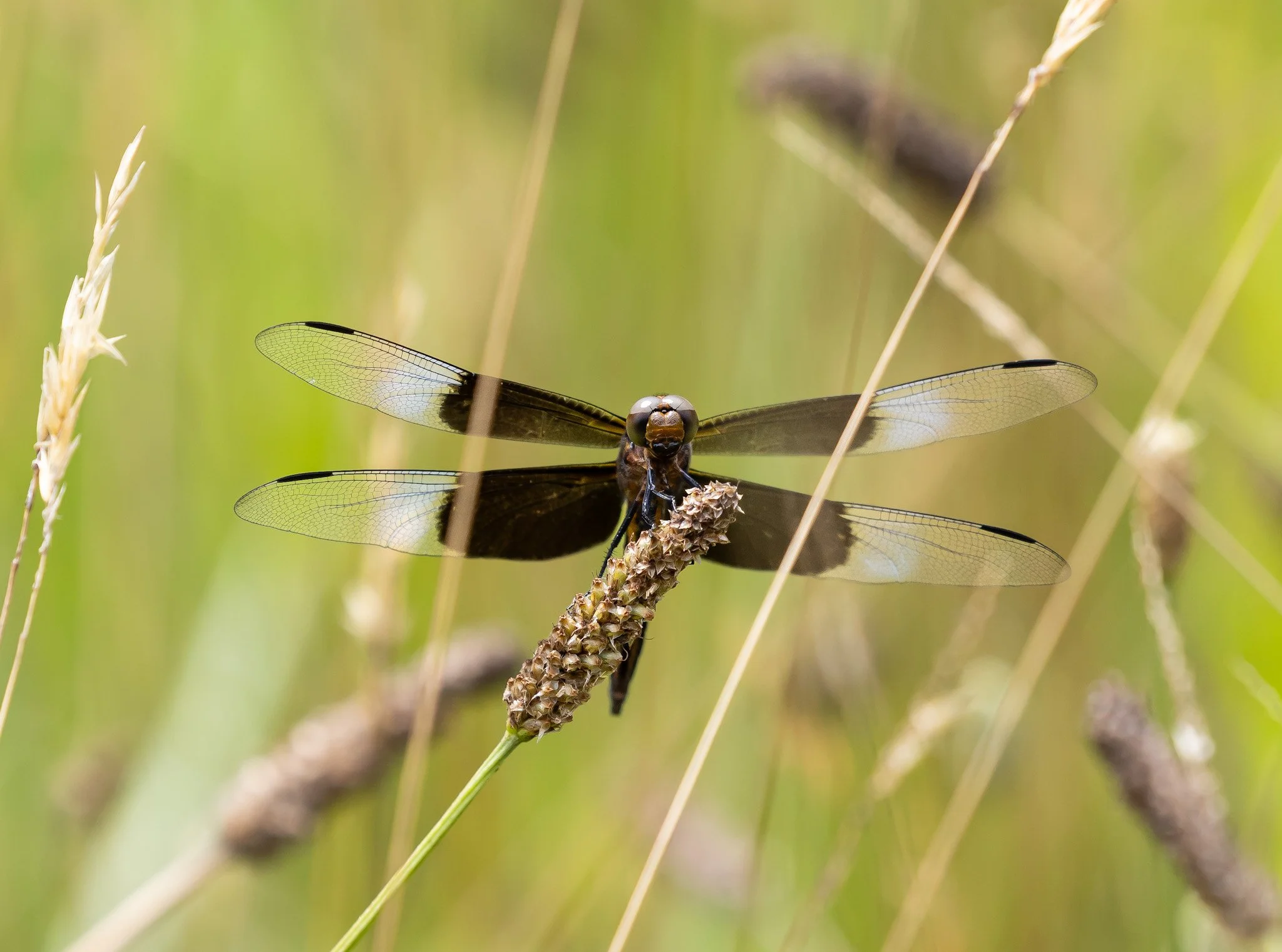 Dragonfly Fields