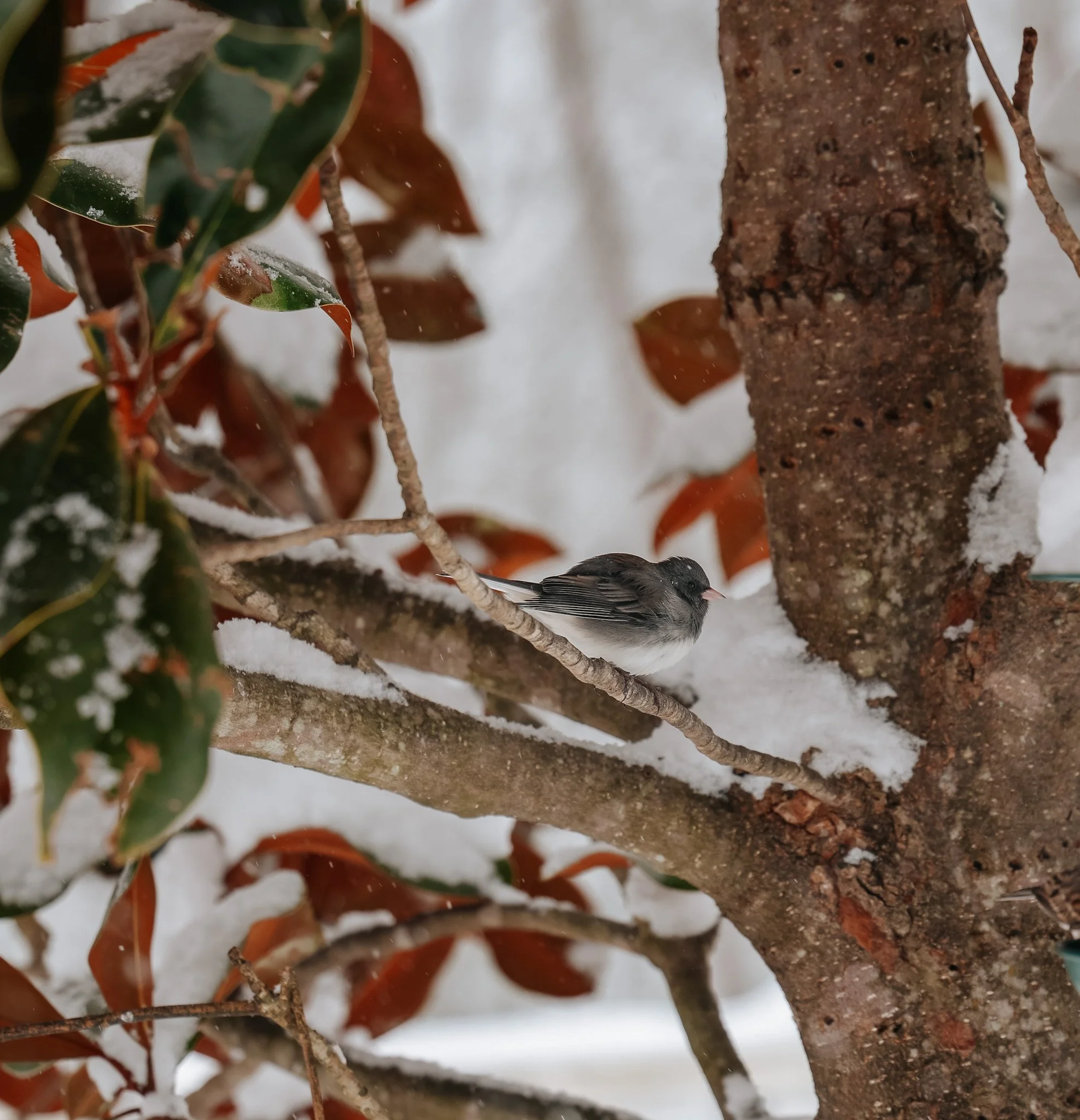 Dark-Eyed Junco In The Snow
