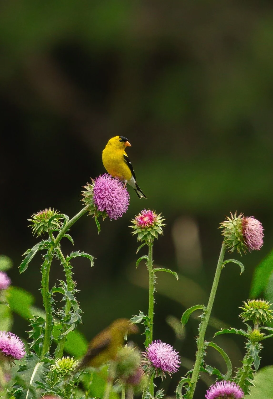 Goldfinch Fields