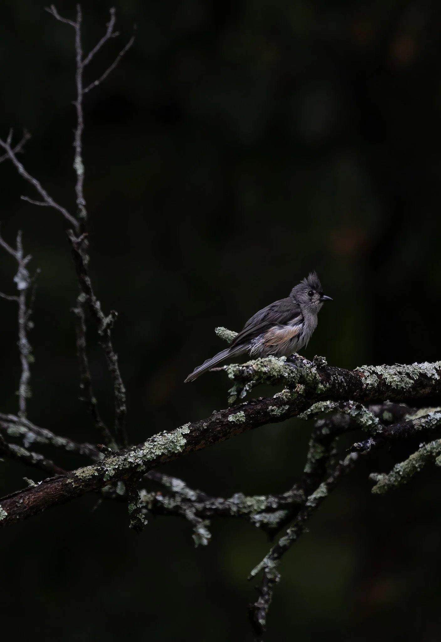 Tufted Titmouse 