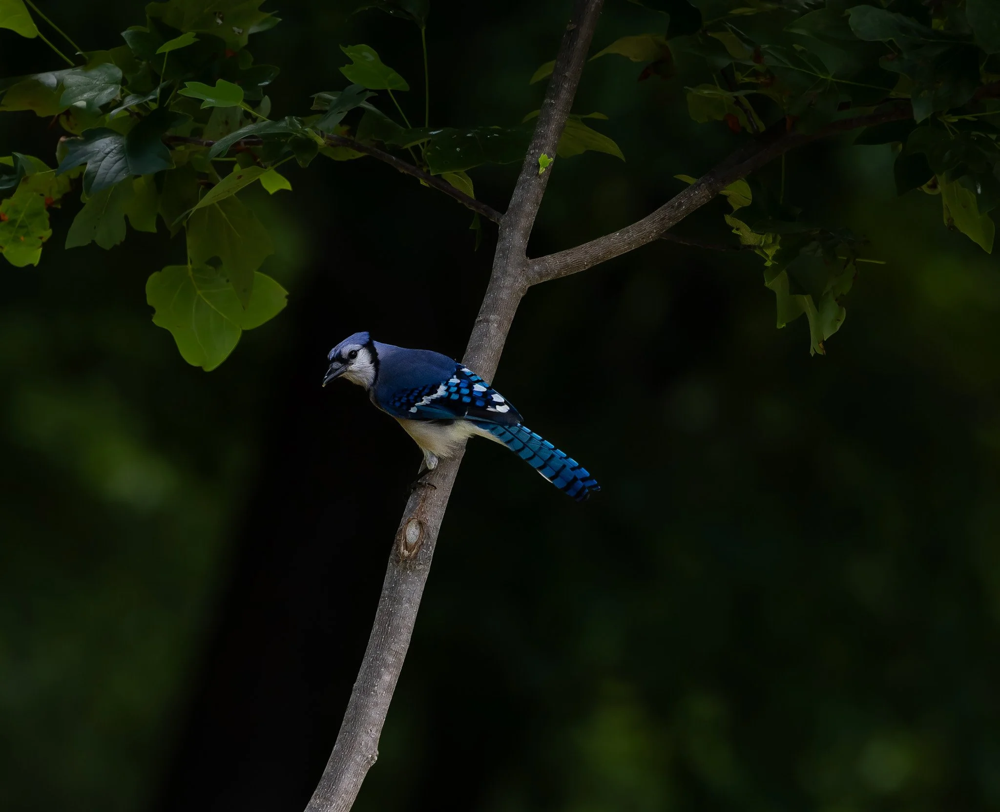 Bluejay 