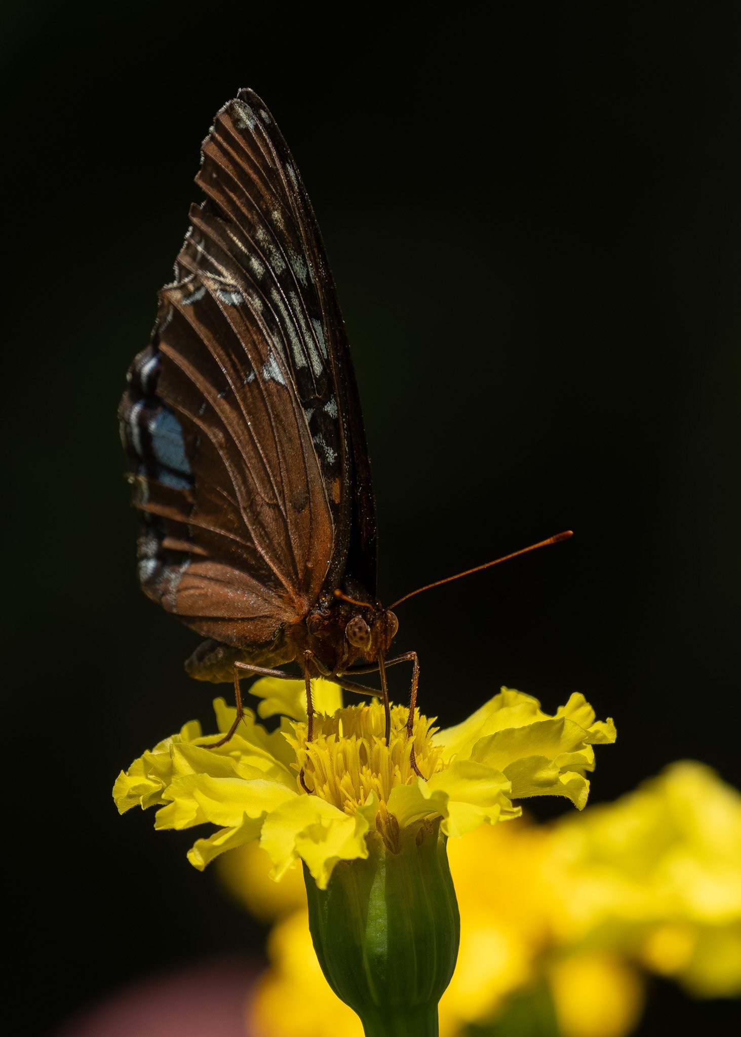 Diana Fritillary Butterfly