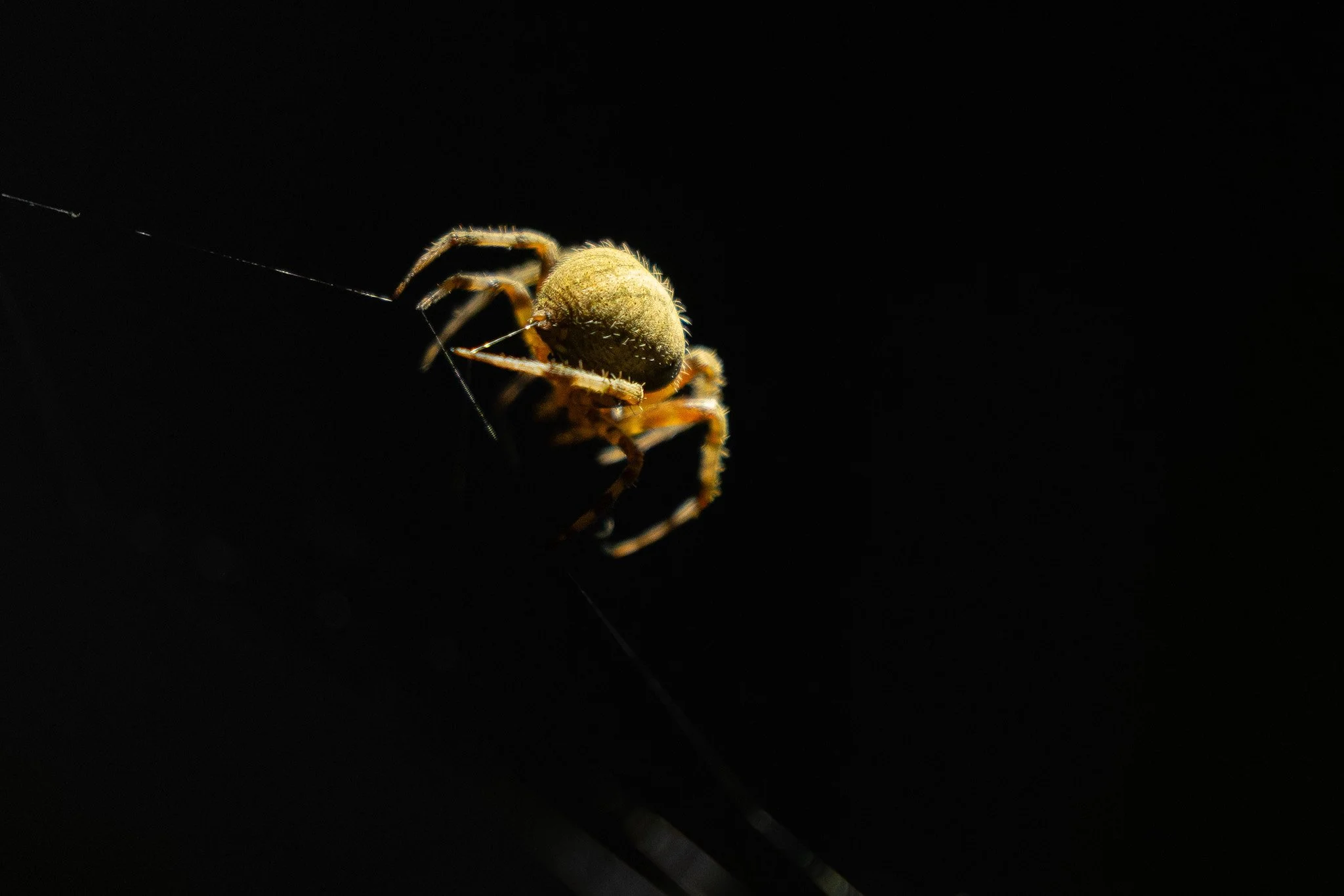 Orb Weaver